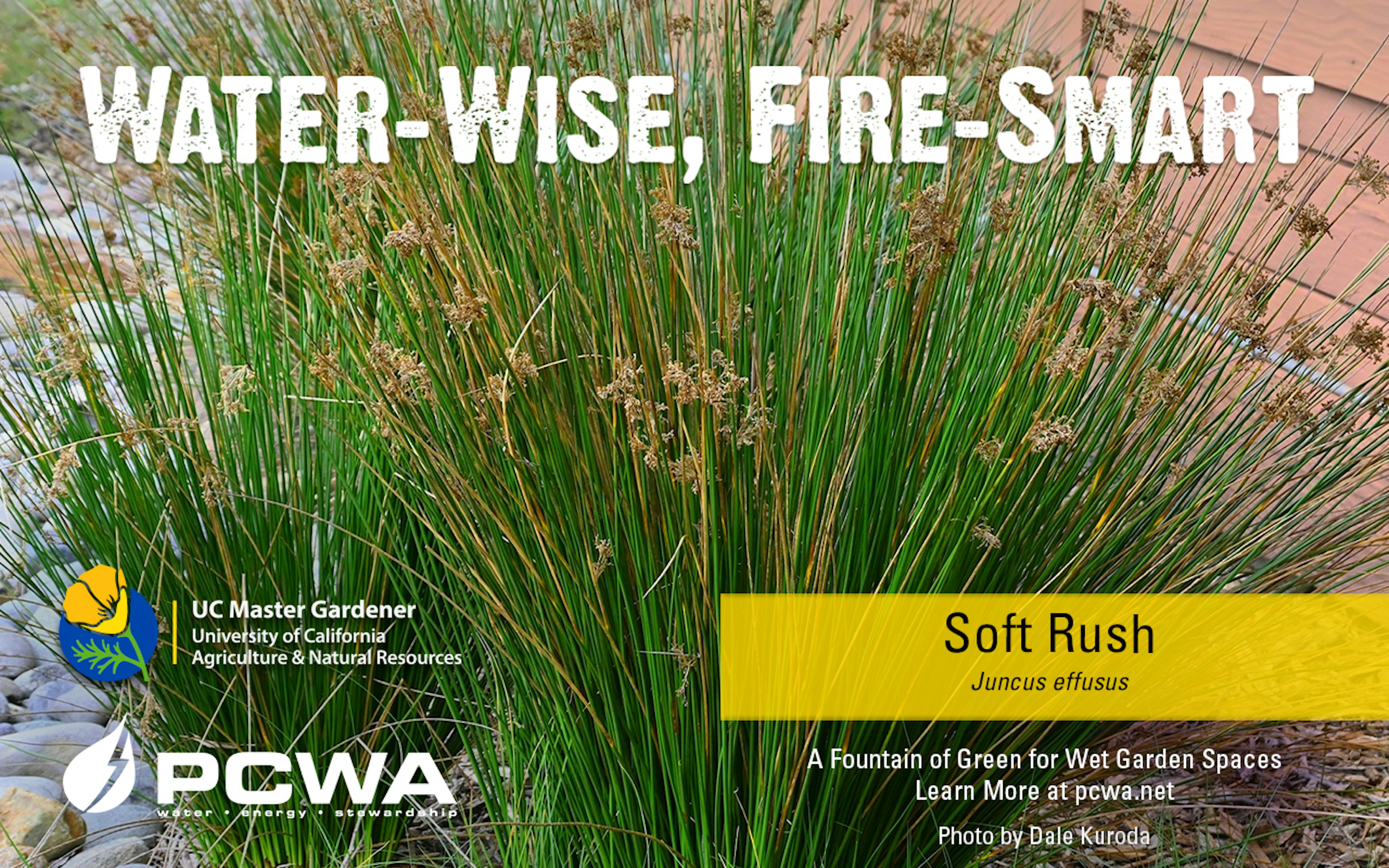 Soft rush, Water-Wise and Fire-Smart Plant of the Month