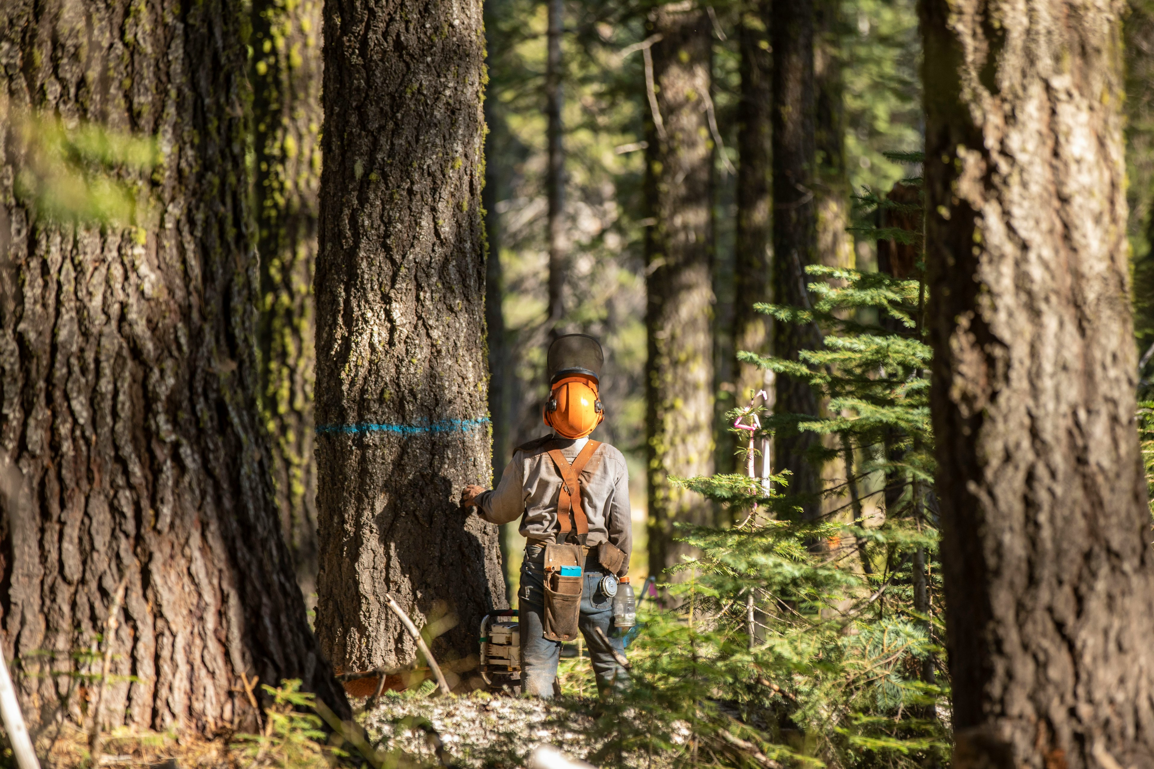 French Meadows Forest Restoration Project in action
