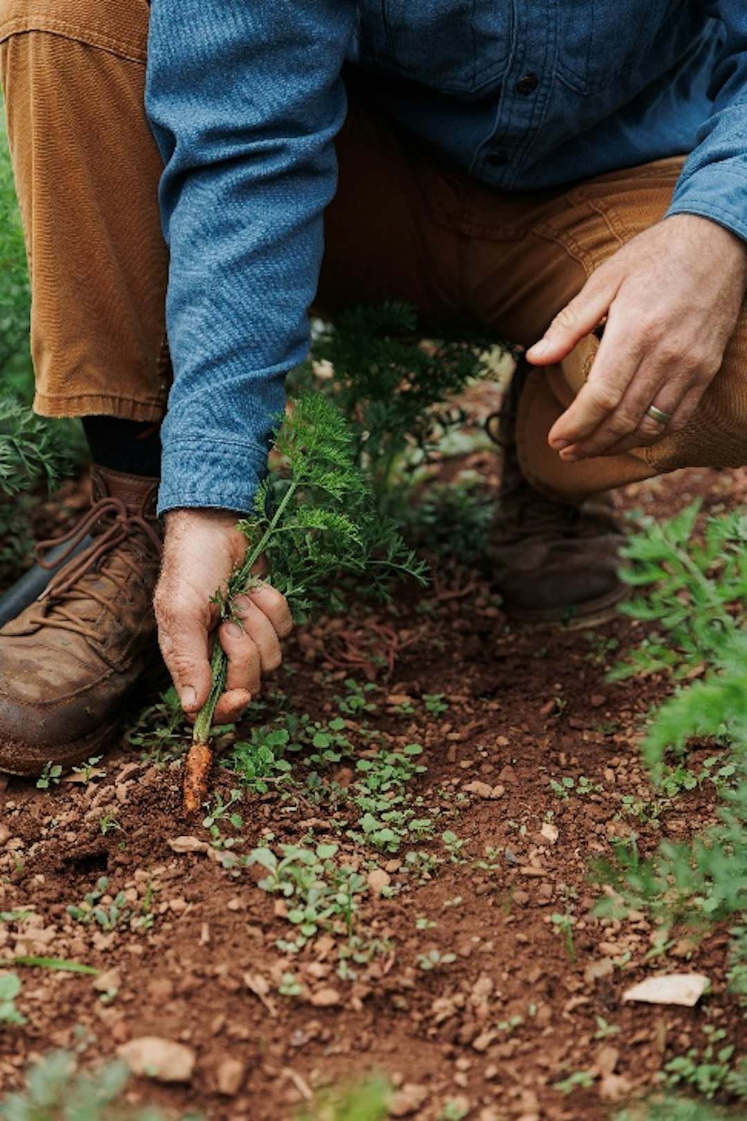 Pulling root vegetables from the soil
