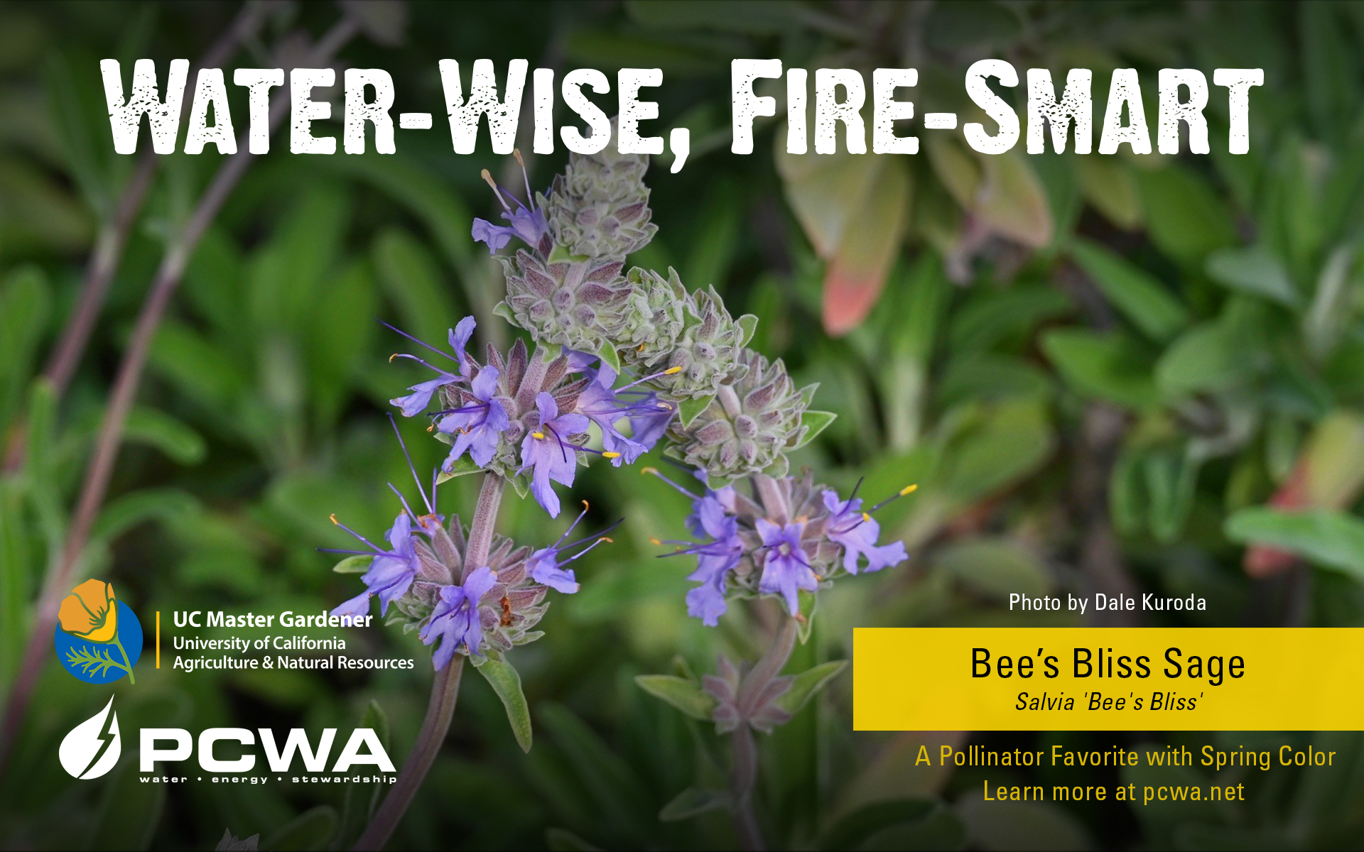 Bee's Bliss sage, Water-Wise and Fire-Smart featured plant