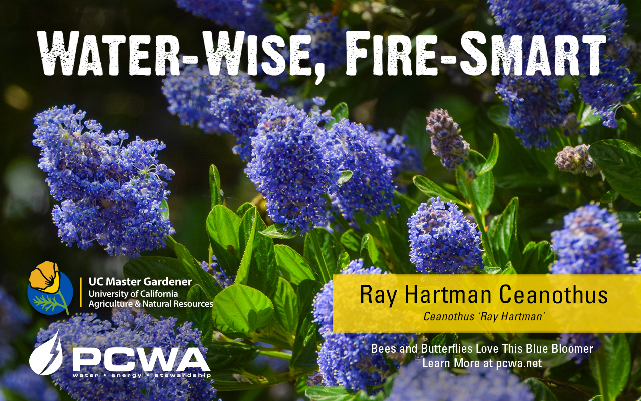 Ray Hartman ceanothus, Water-Wise and Fire-Smart featured plant