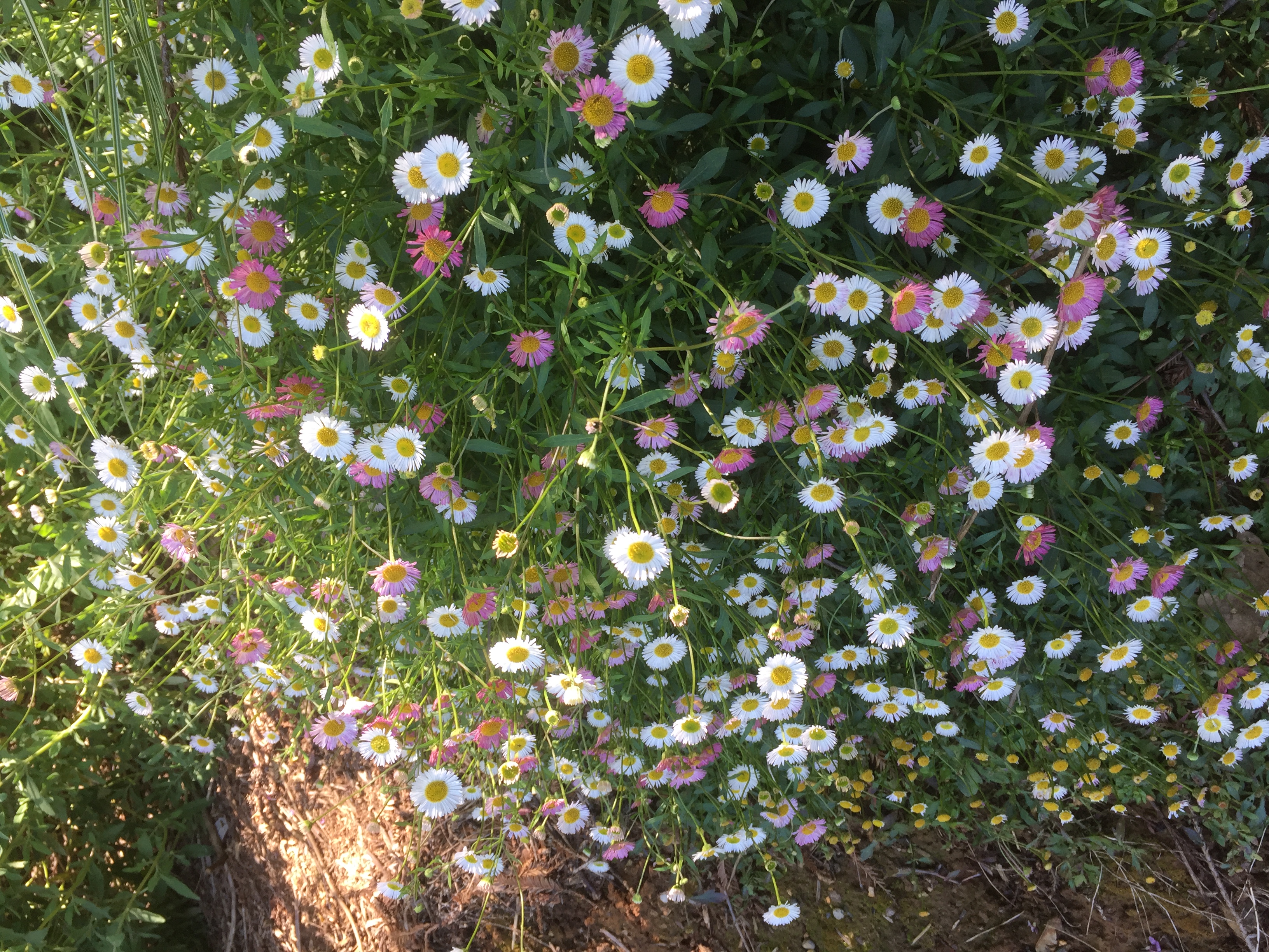 Santa Barbara Daisy