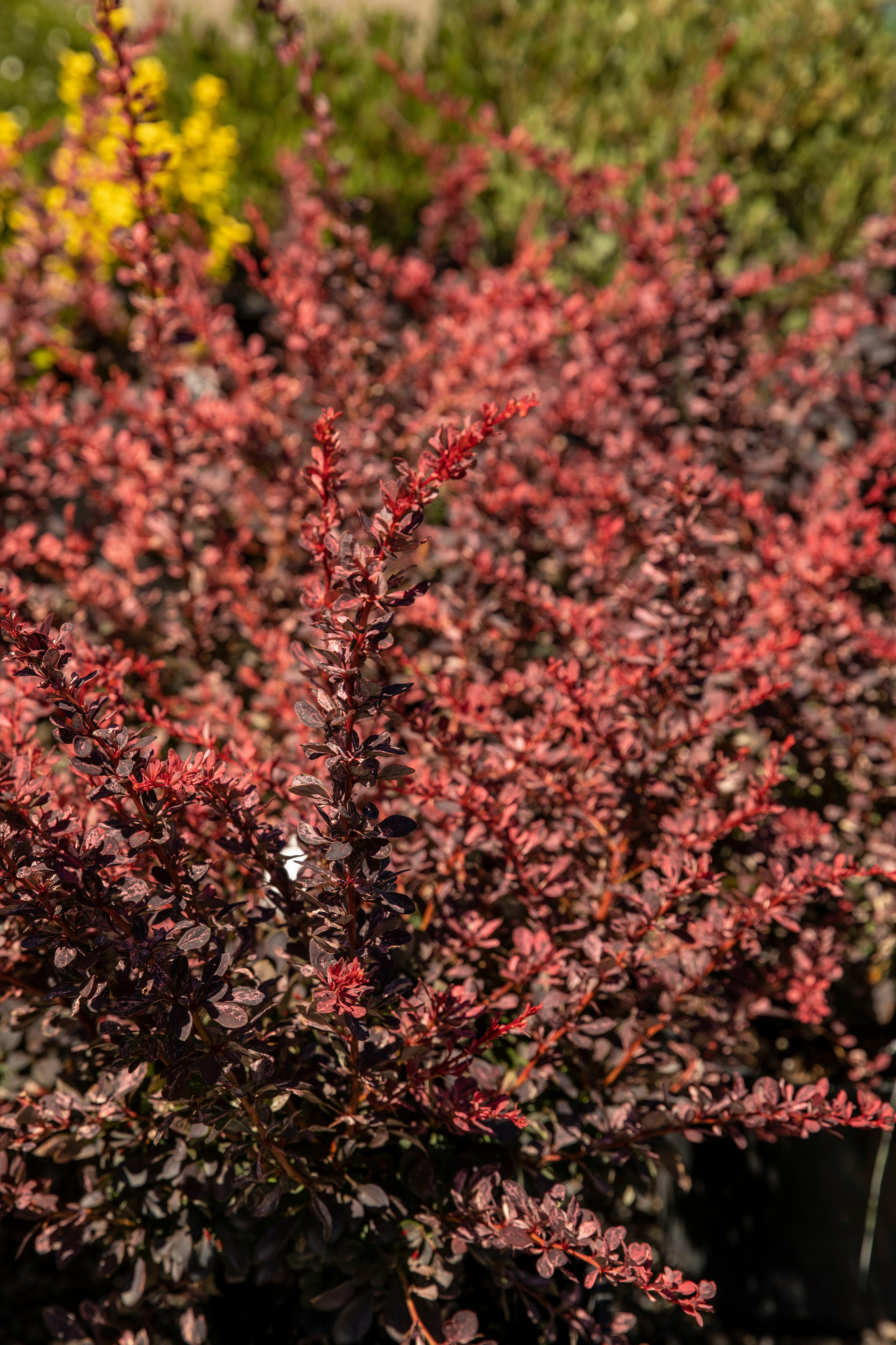 Rosy Glow Barberry