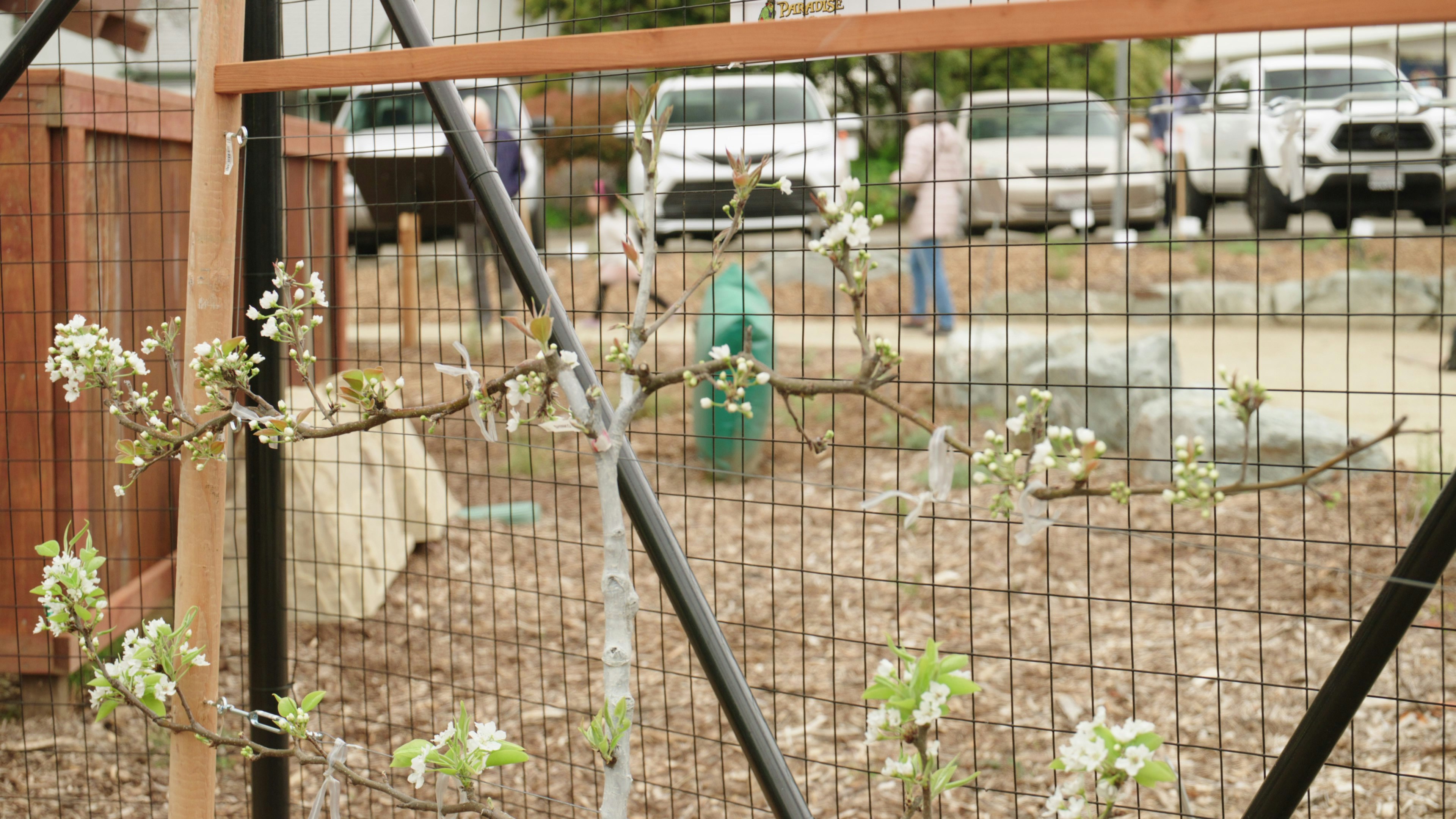 Loomis Demonstration Master Gardener Garden photo 5