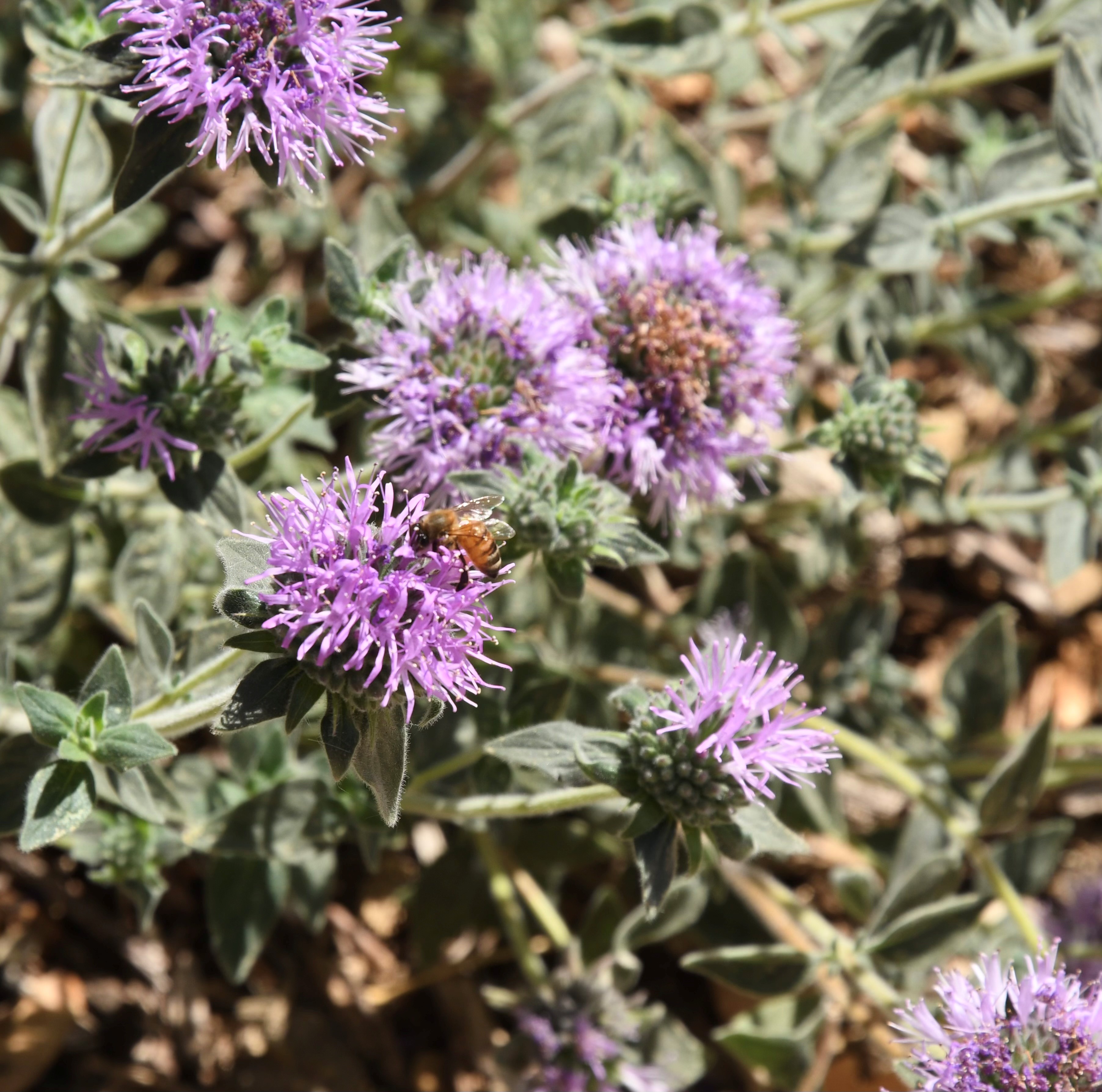 Coyoto Mint photo by Sandi Fitzpatrick