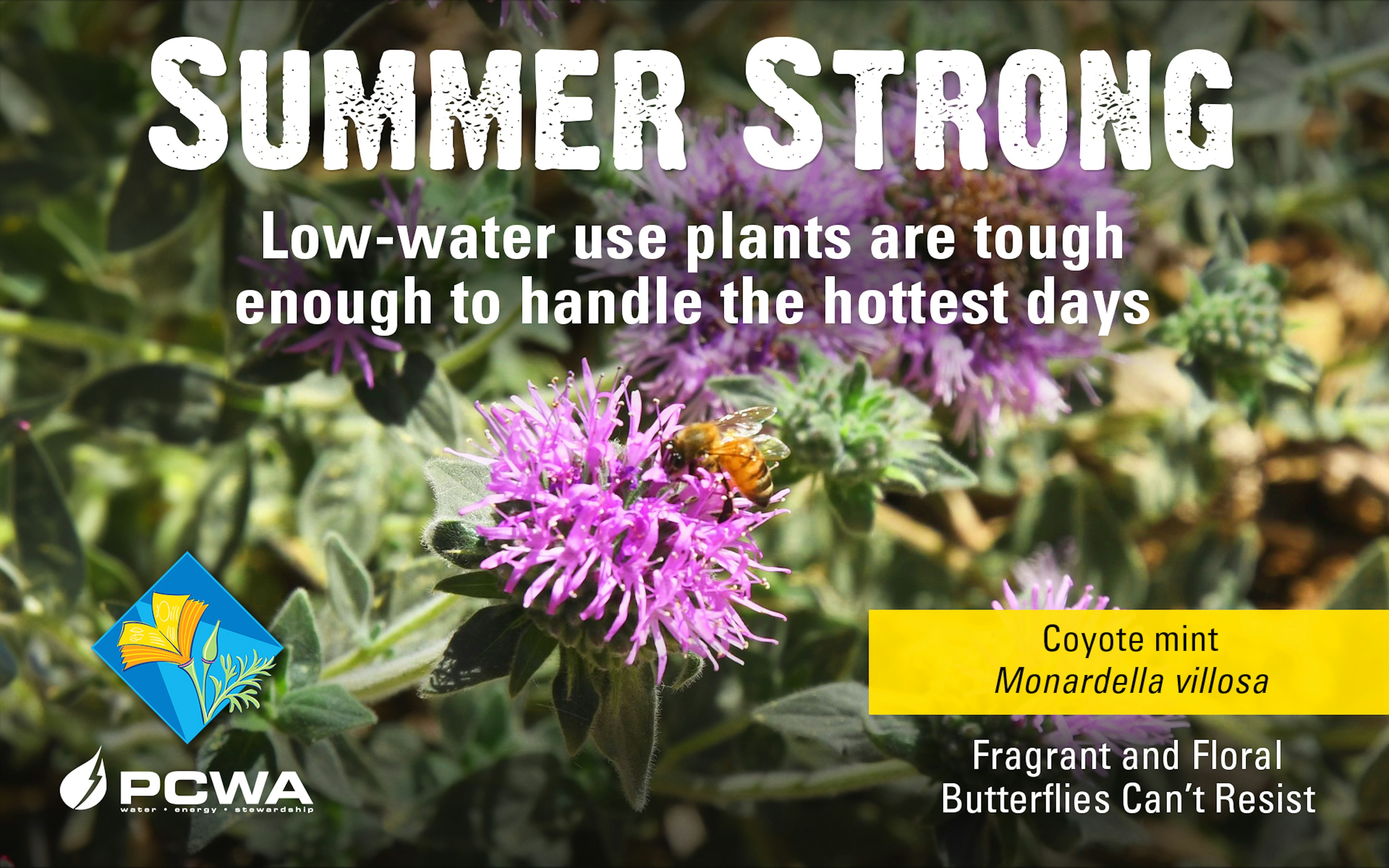 Toyon, Summer Strong Low-Water Use Plant of the Month