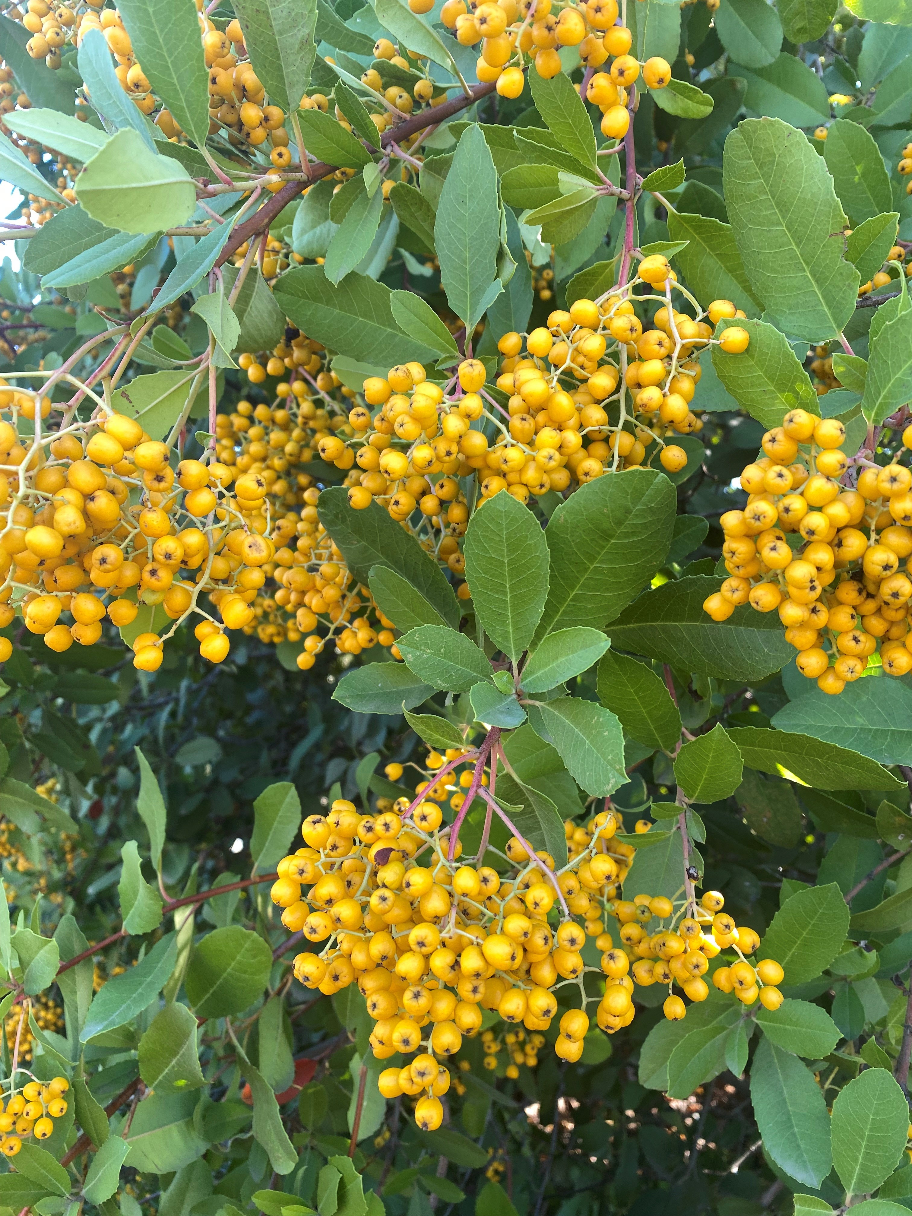 Toyon closeup stock image