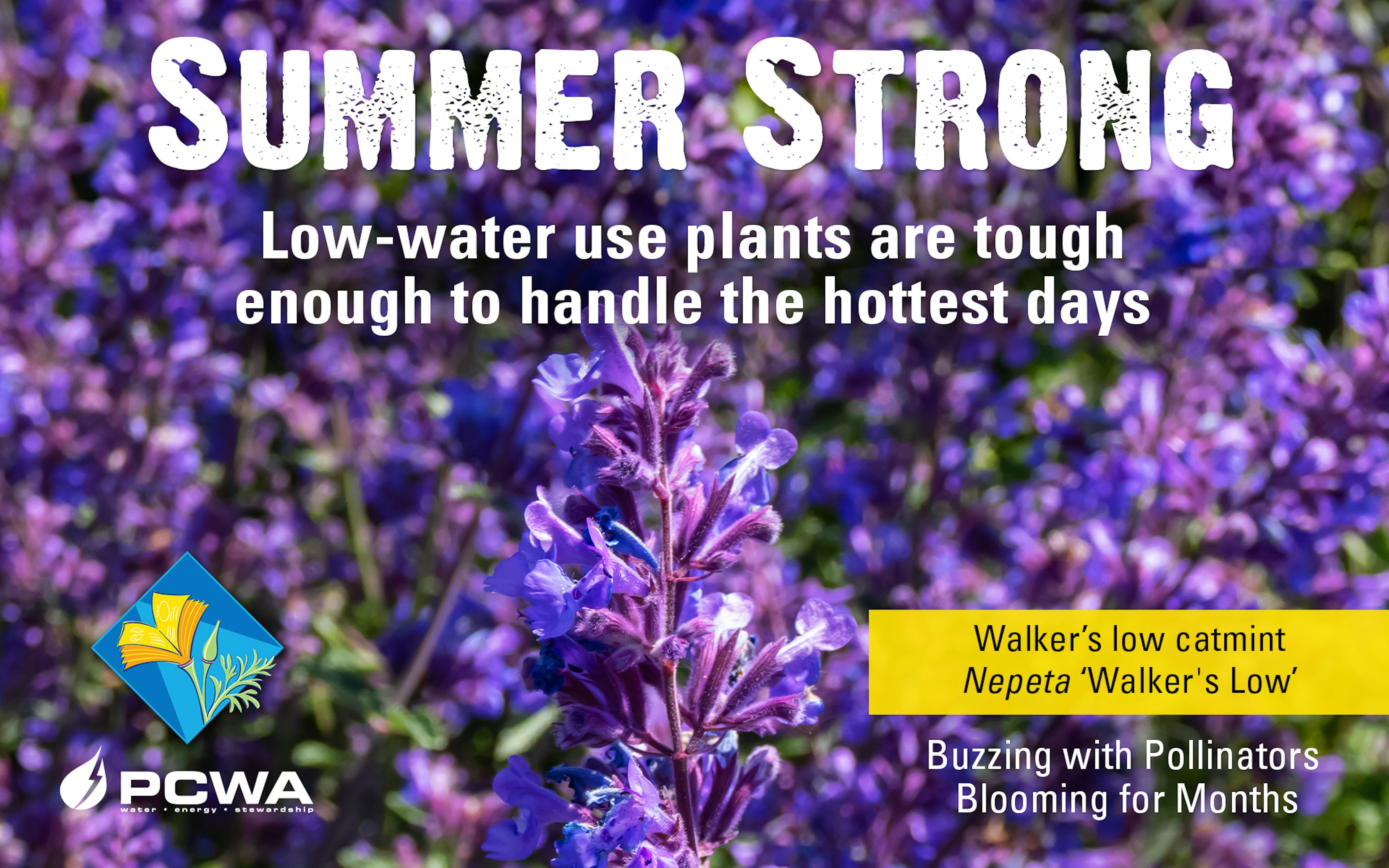 Walker's low Catmint, Summer Strong Low-Water Use Plant of the Month