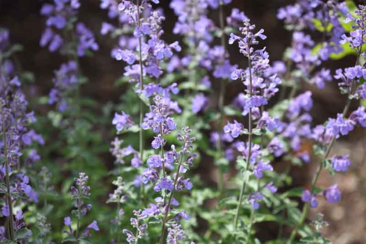 Walker’s low catmint closeup photo by Tece Markel