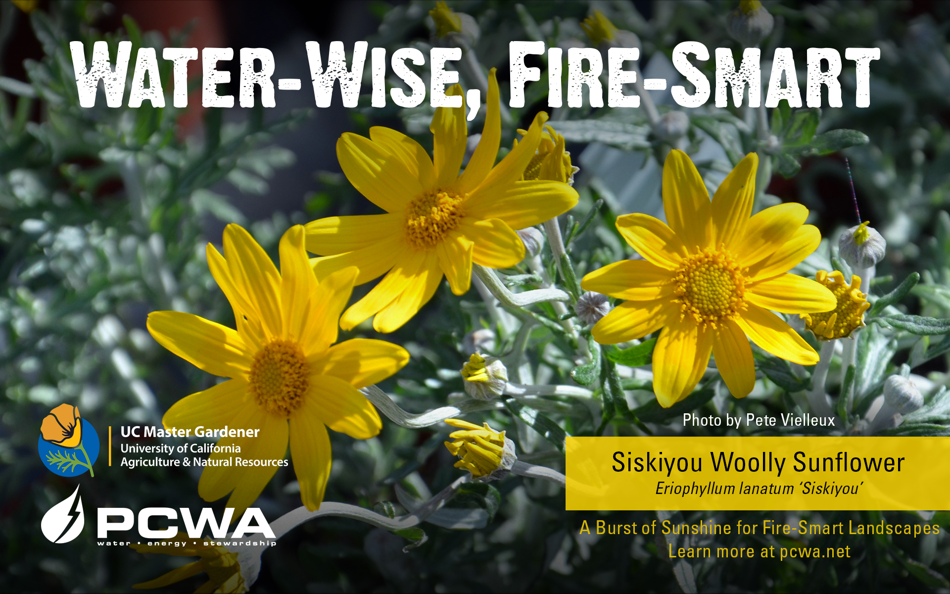 Siskiyou woolly sunflower, Water-Wise and Fire-Smart featured plant