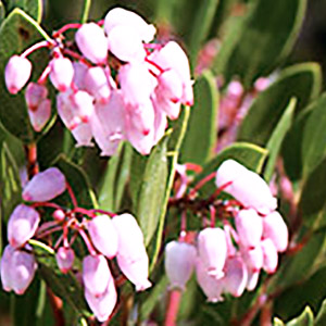 Arctostaphylos Densiflora Howard McMinn