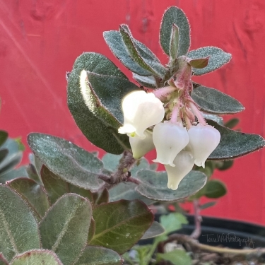 Arctostaphylos John Dourley
