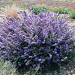 Valley Violet California lilac