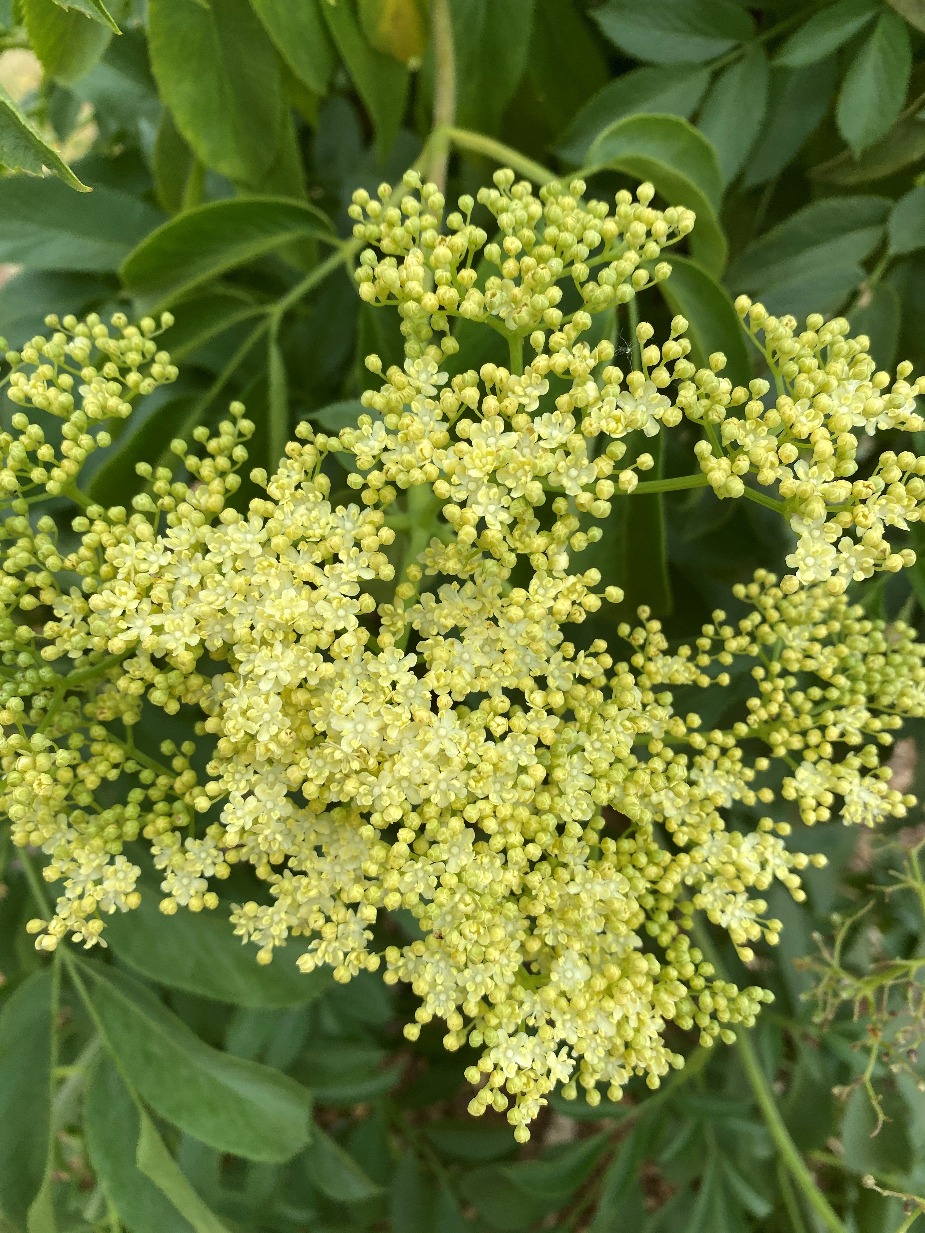 Blue elderberry stock image