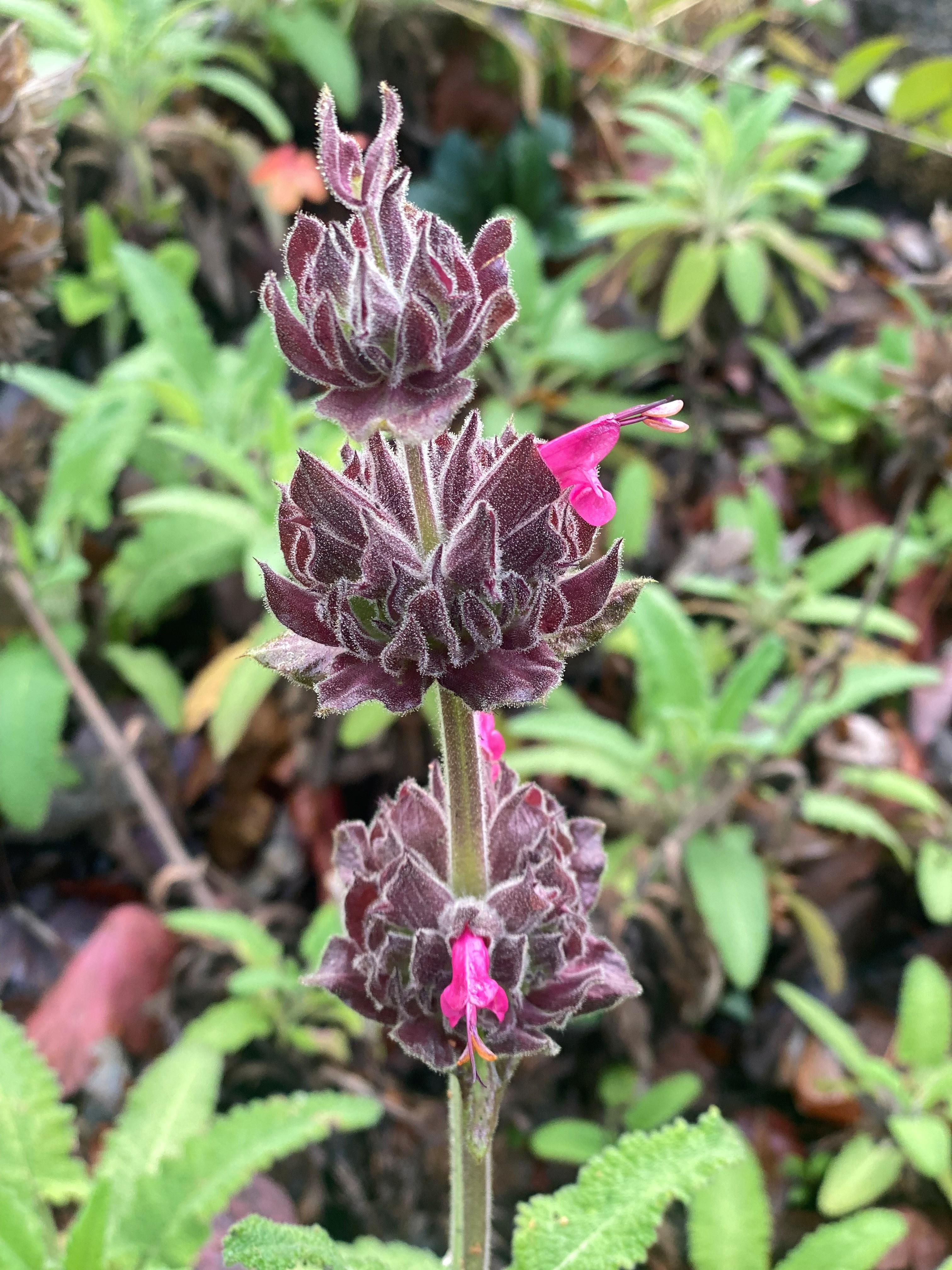 Hummingbird Sage flower closeup stock image