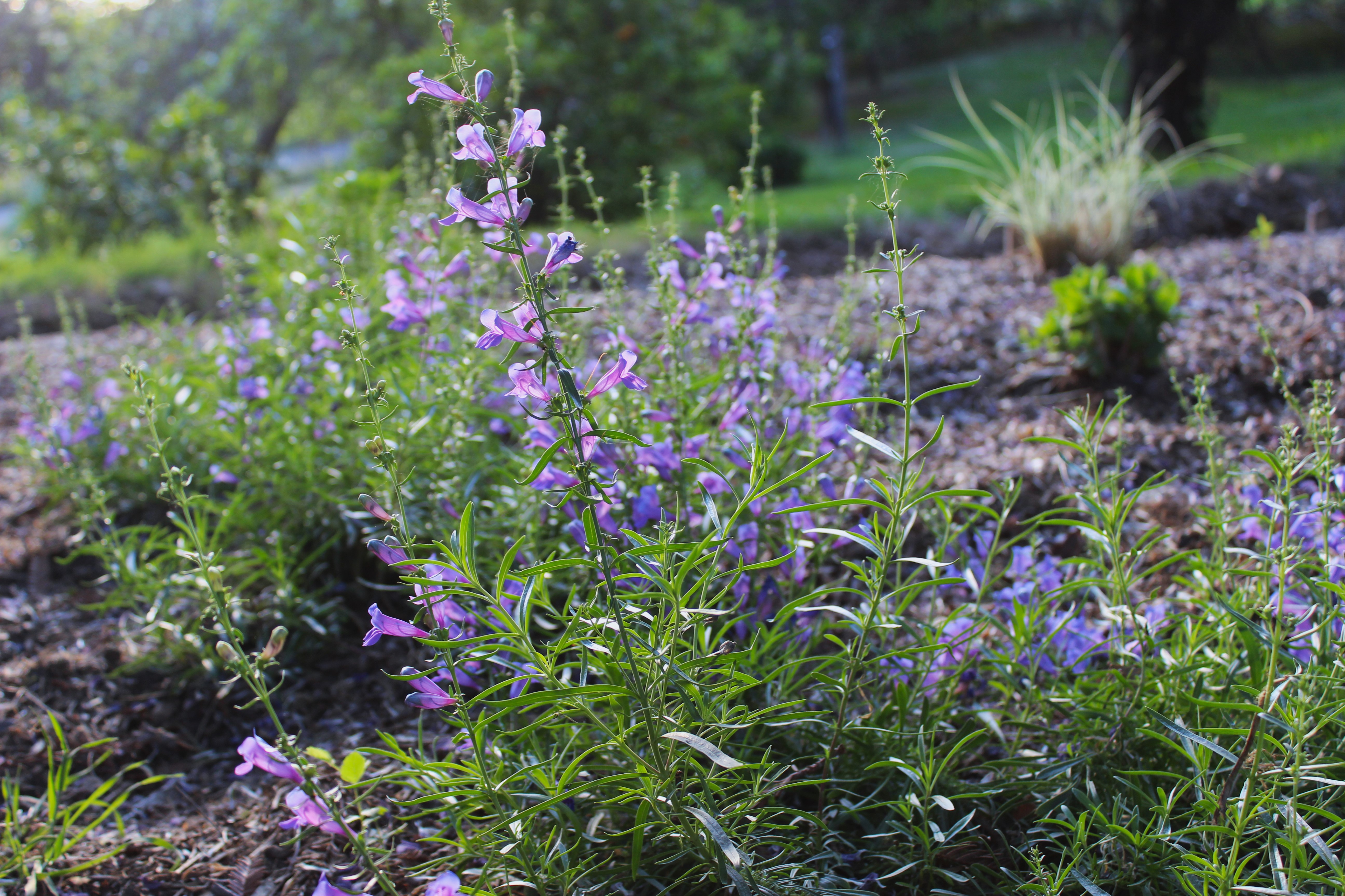 Margarita BOP Foothill Penstemon