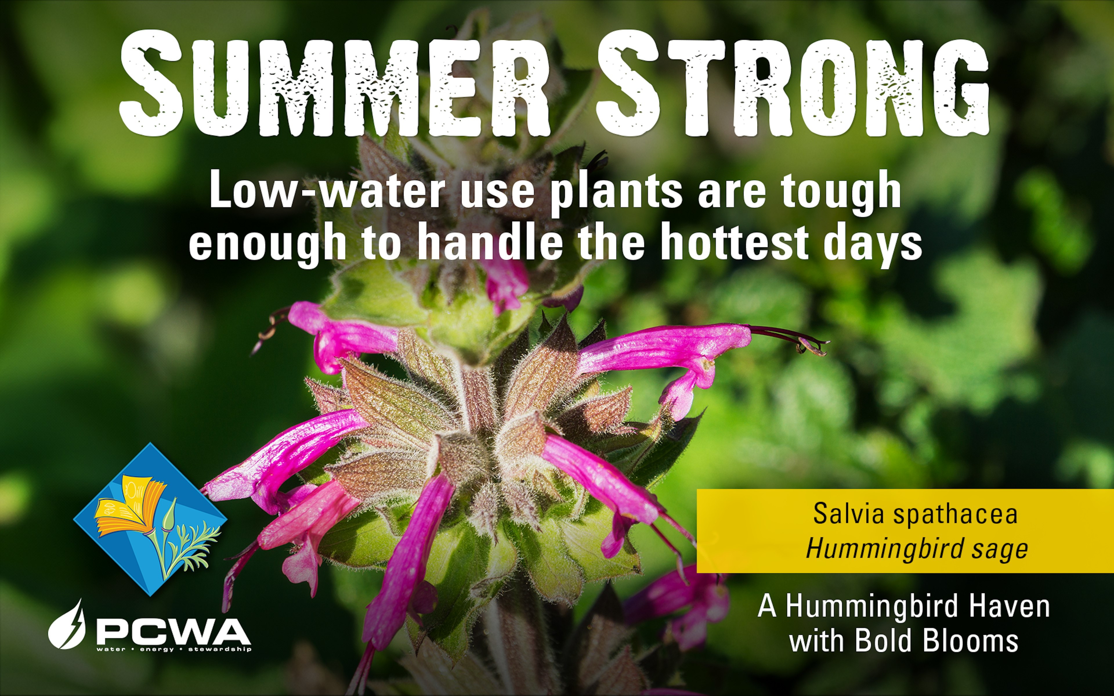 Silver Bush Lupine, Summer Strong Low-Water Use Plant of the Month