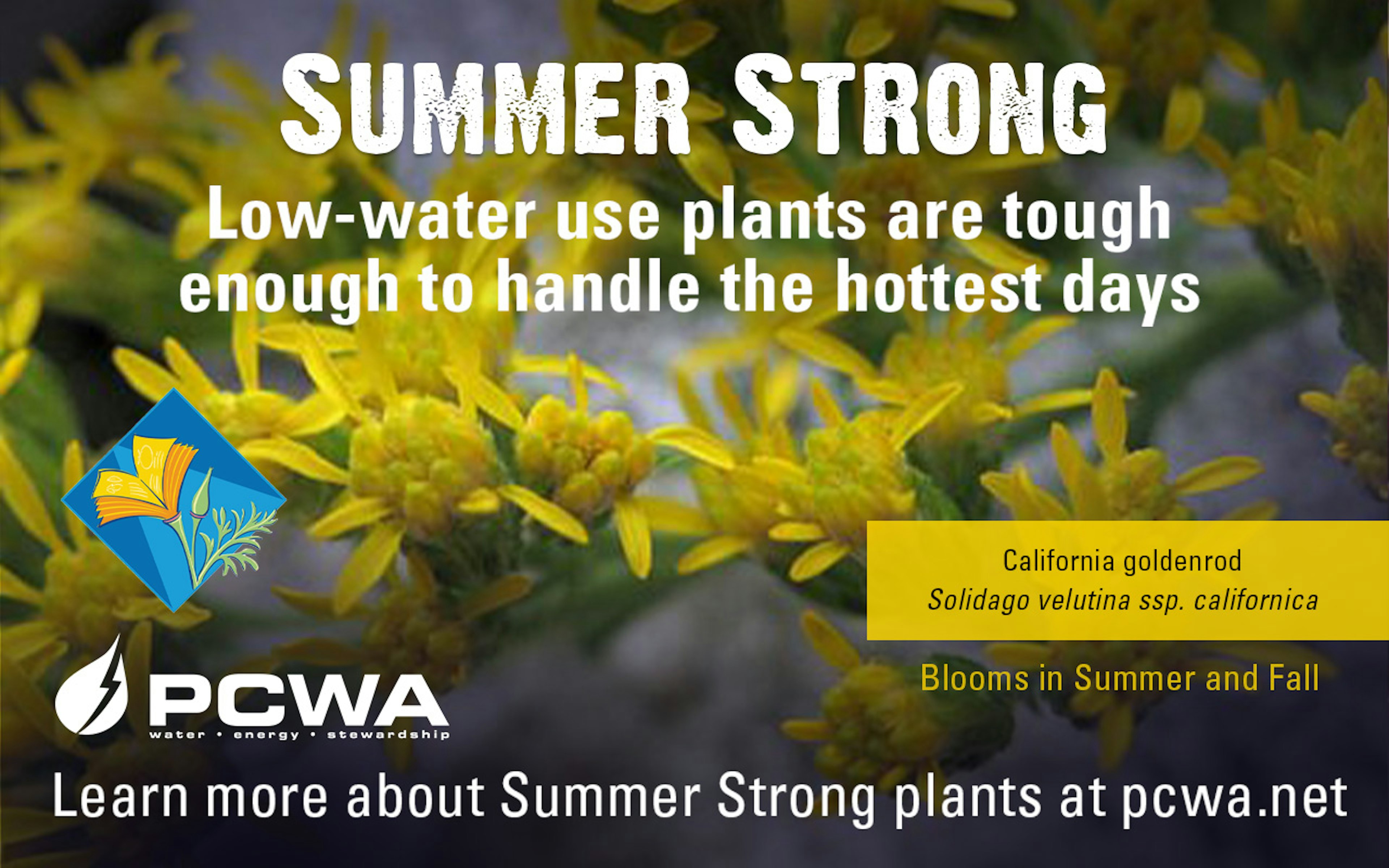 California Goldenrod, Summer Strong Low-Water Use Plant of the Month