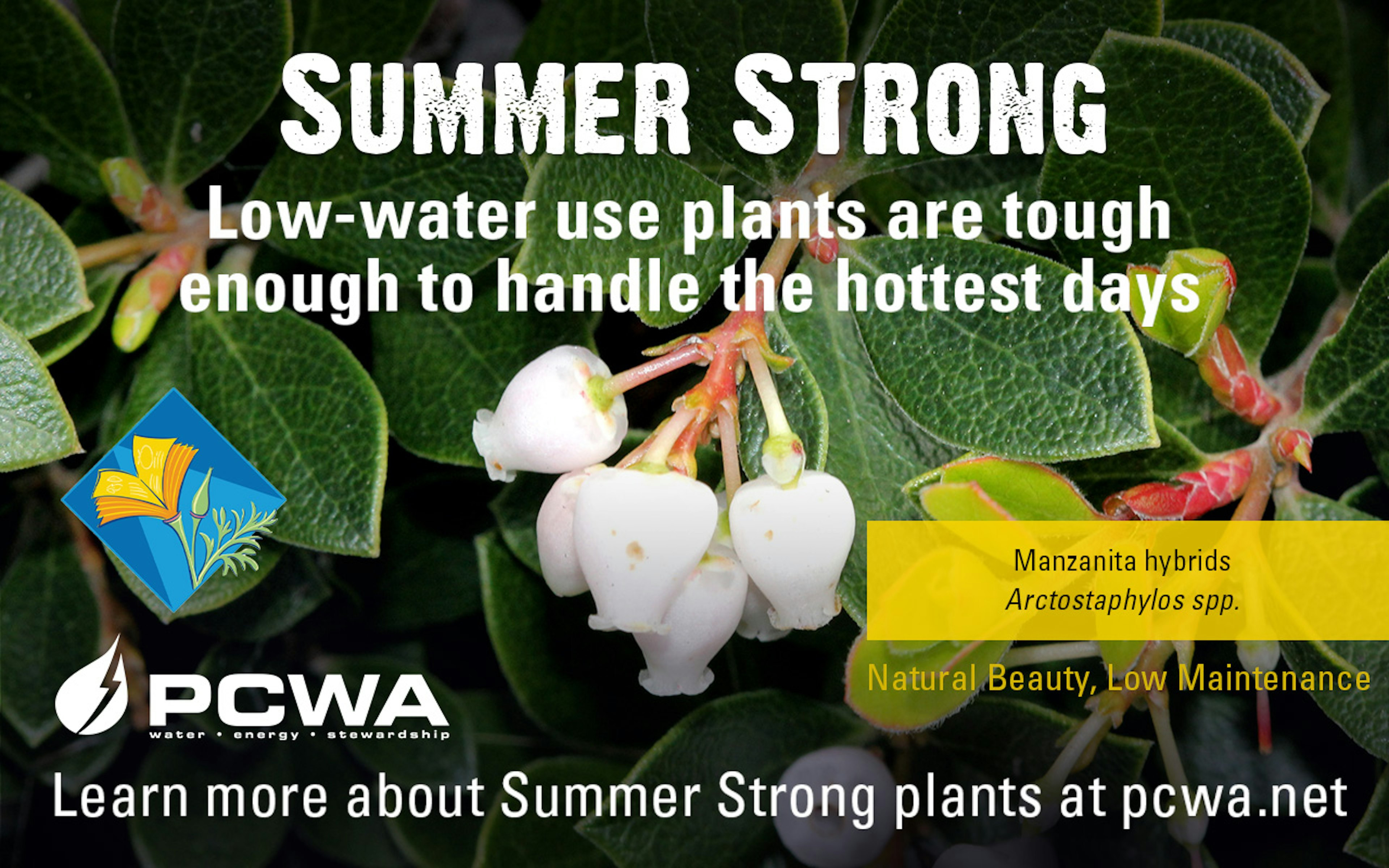 California Goldenrod, Summer Strong Low-Water Use Plant of the Month