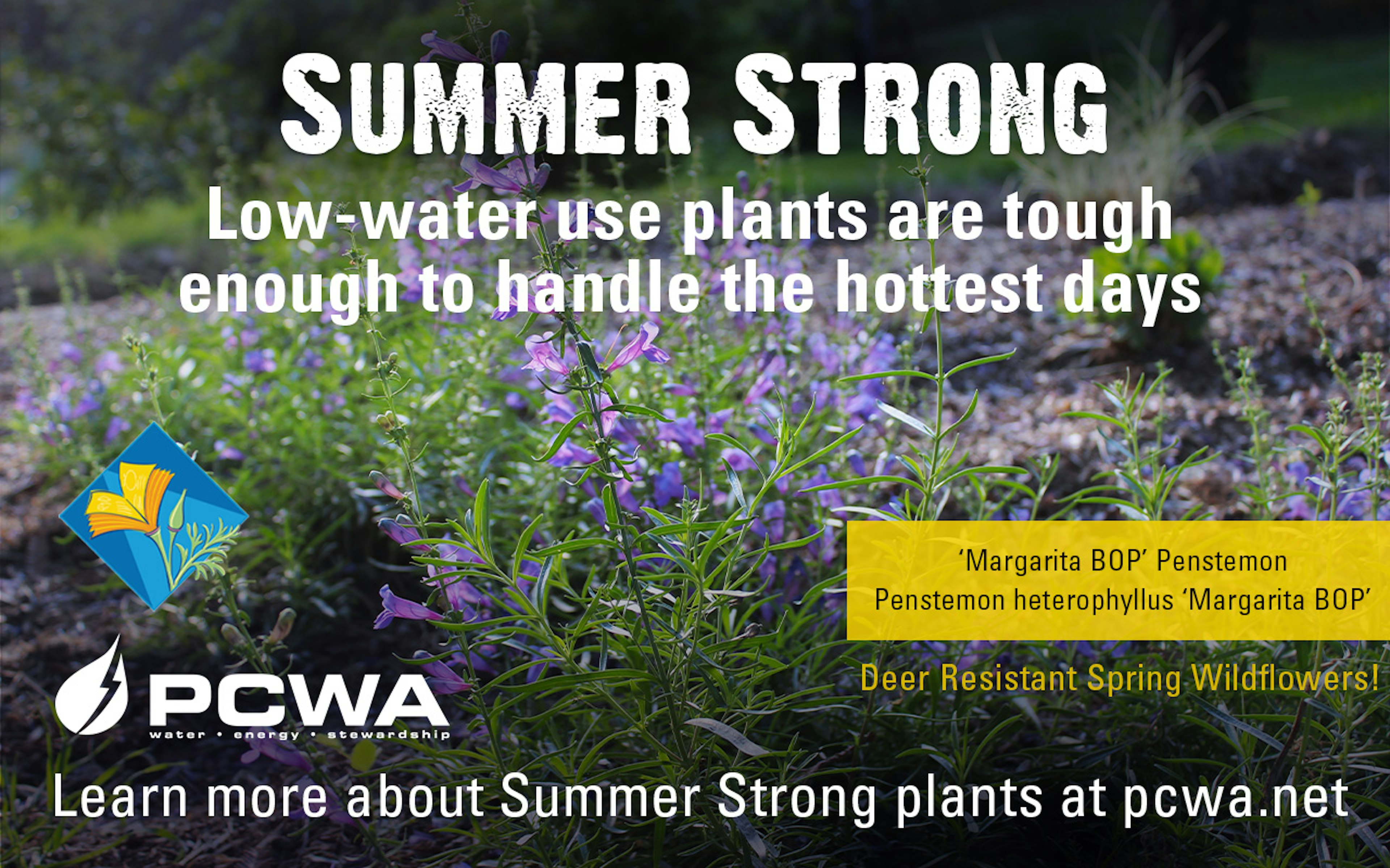 Margarita BOP Penstemon, Summer Strong Low-Water Use Plant of the Month