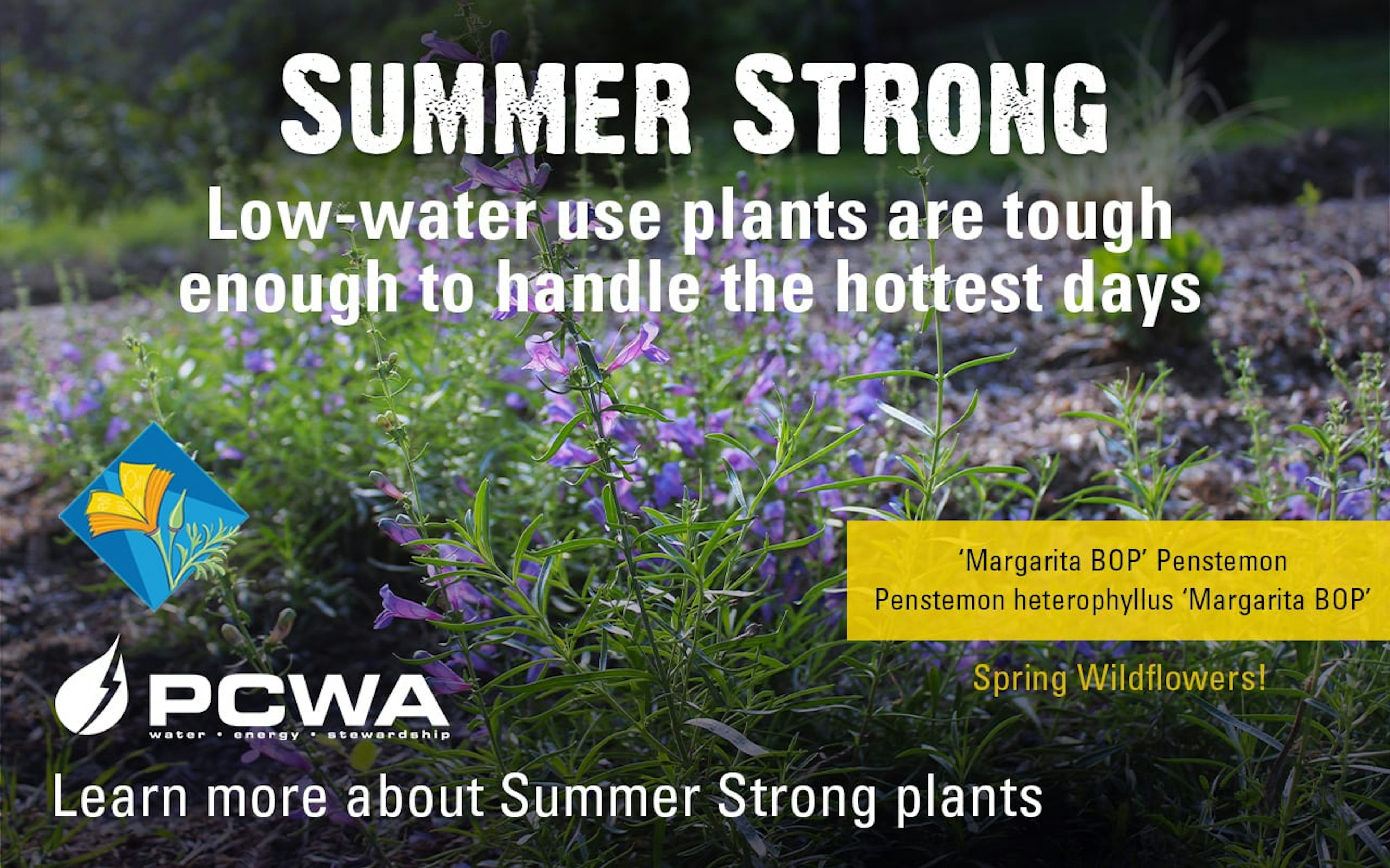 Margarita BOP Penstemon, Summer Strong Low-Water Use Plant of the Month
