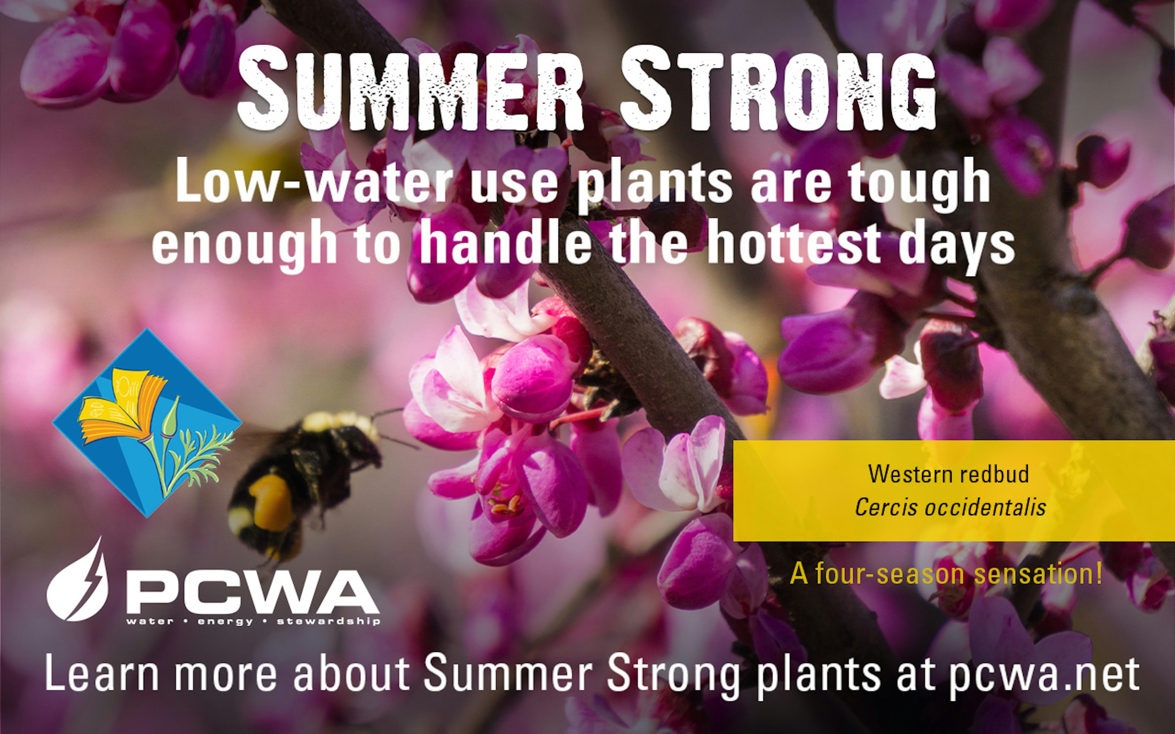 Western Redbud, Summer Strong Low-Water Use Plant of the Month