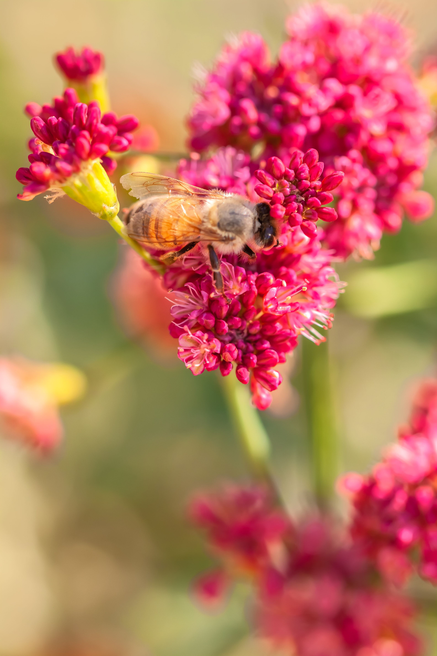 Red-flowered buckwheat close-up with bee