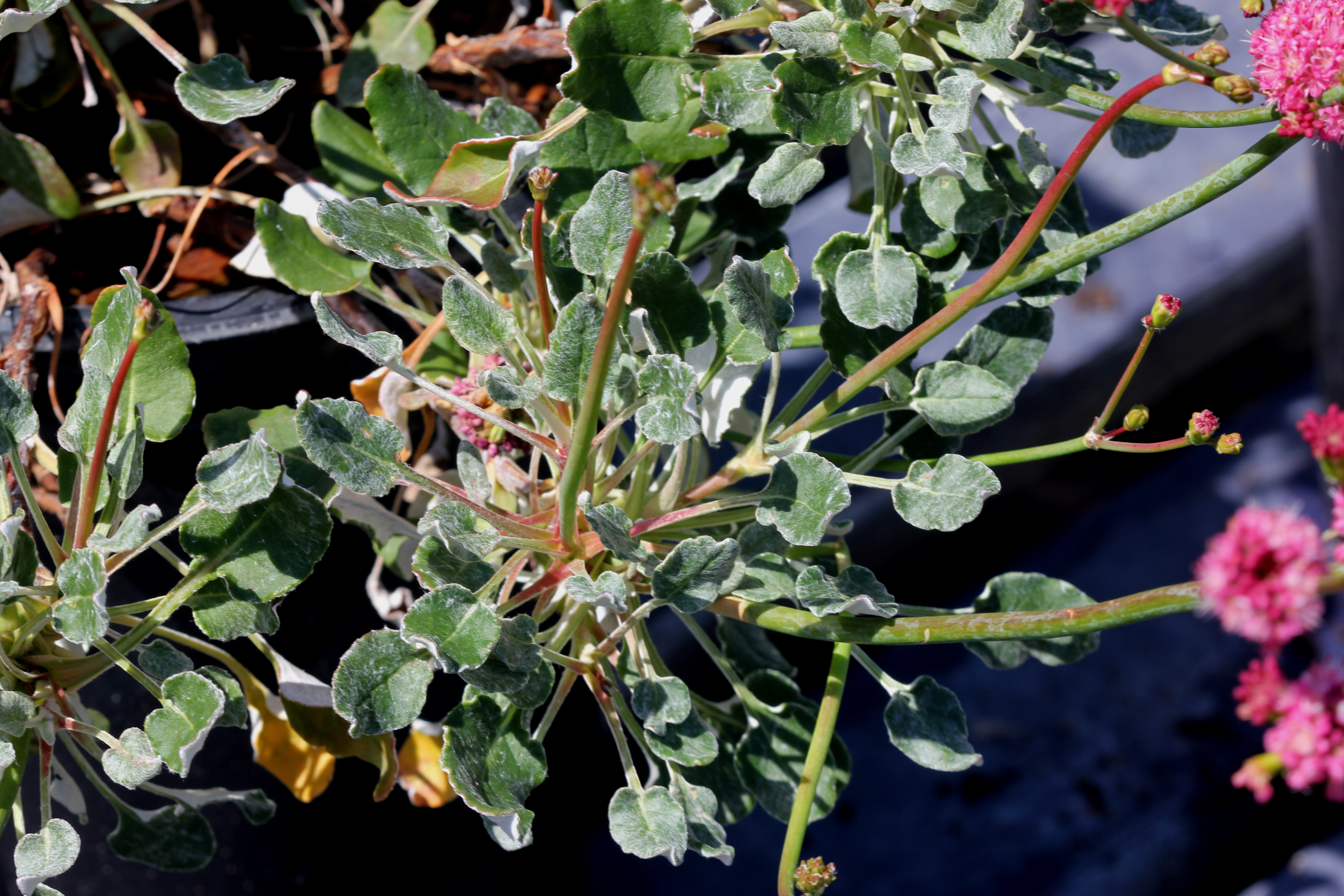 Red-flowered buckwheat