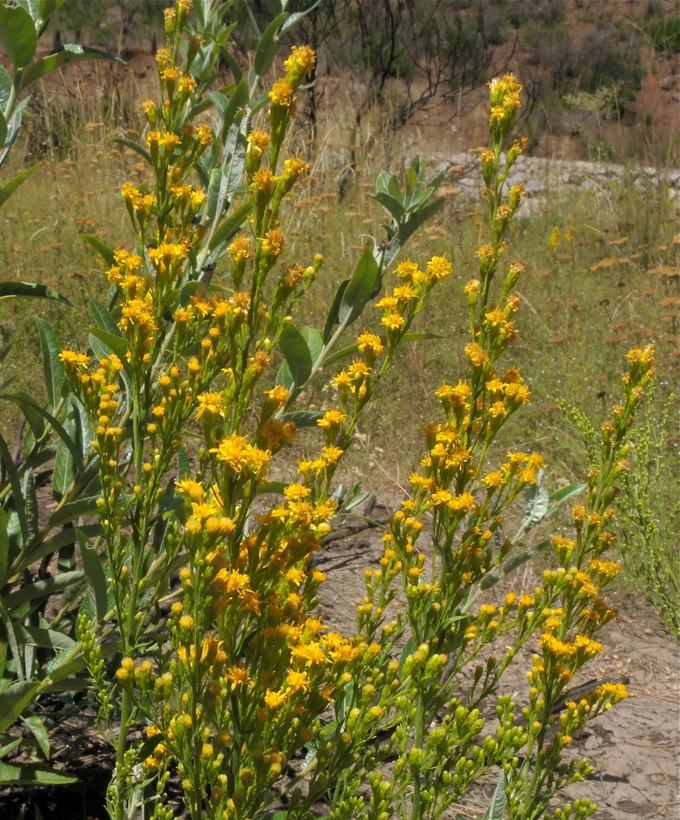 California goldenrod