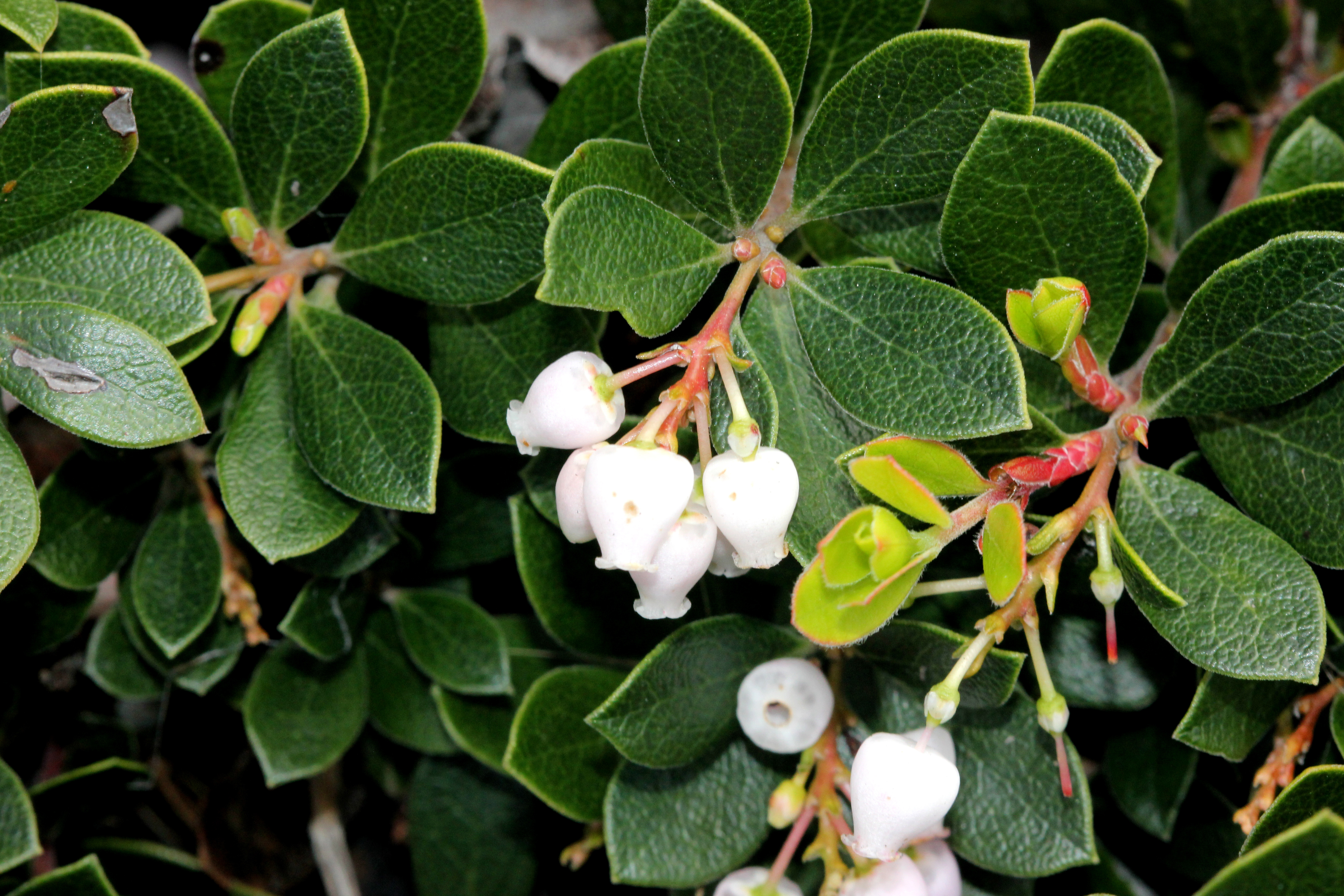 Manzanita hybrids stock image