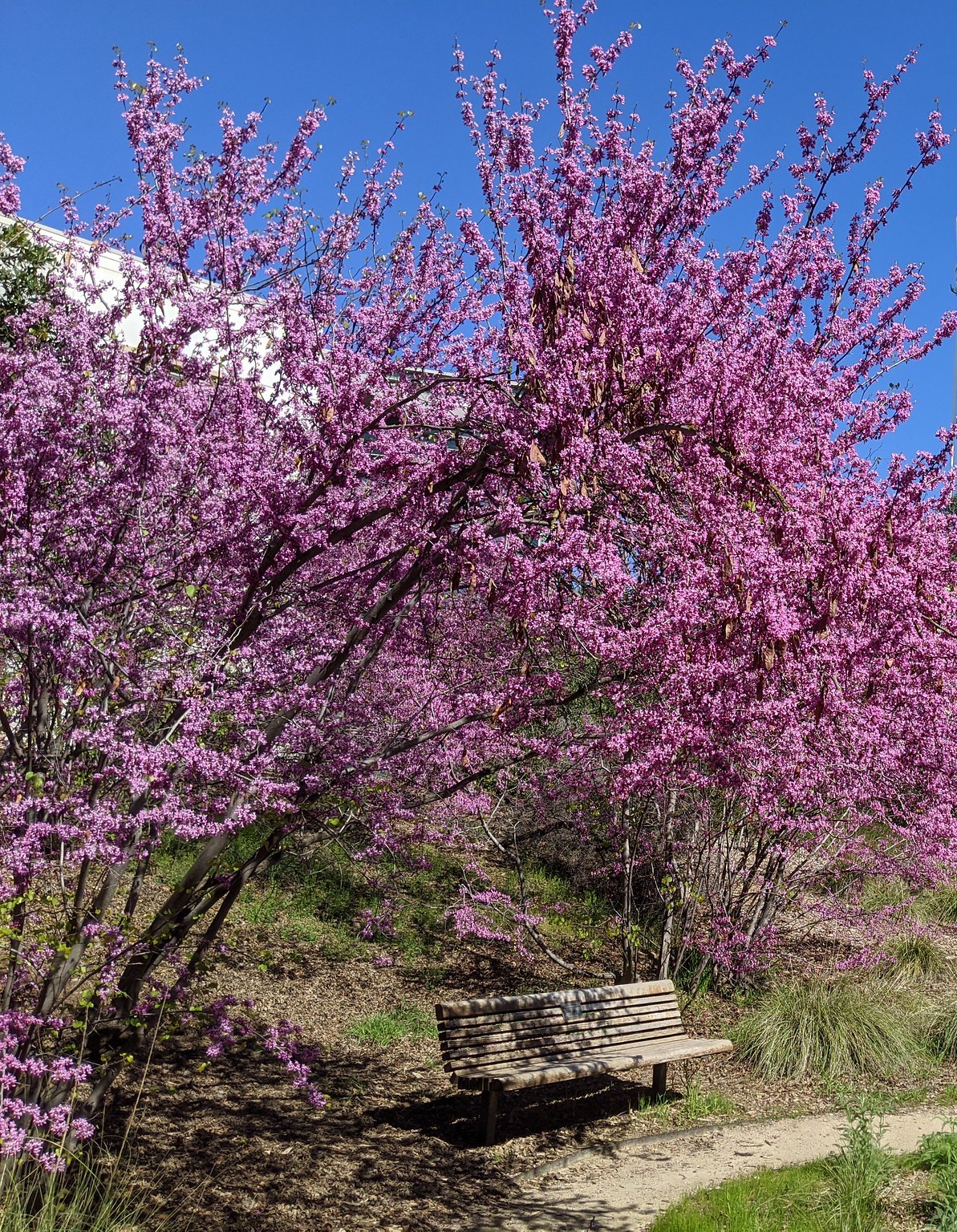 Western Redbud