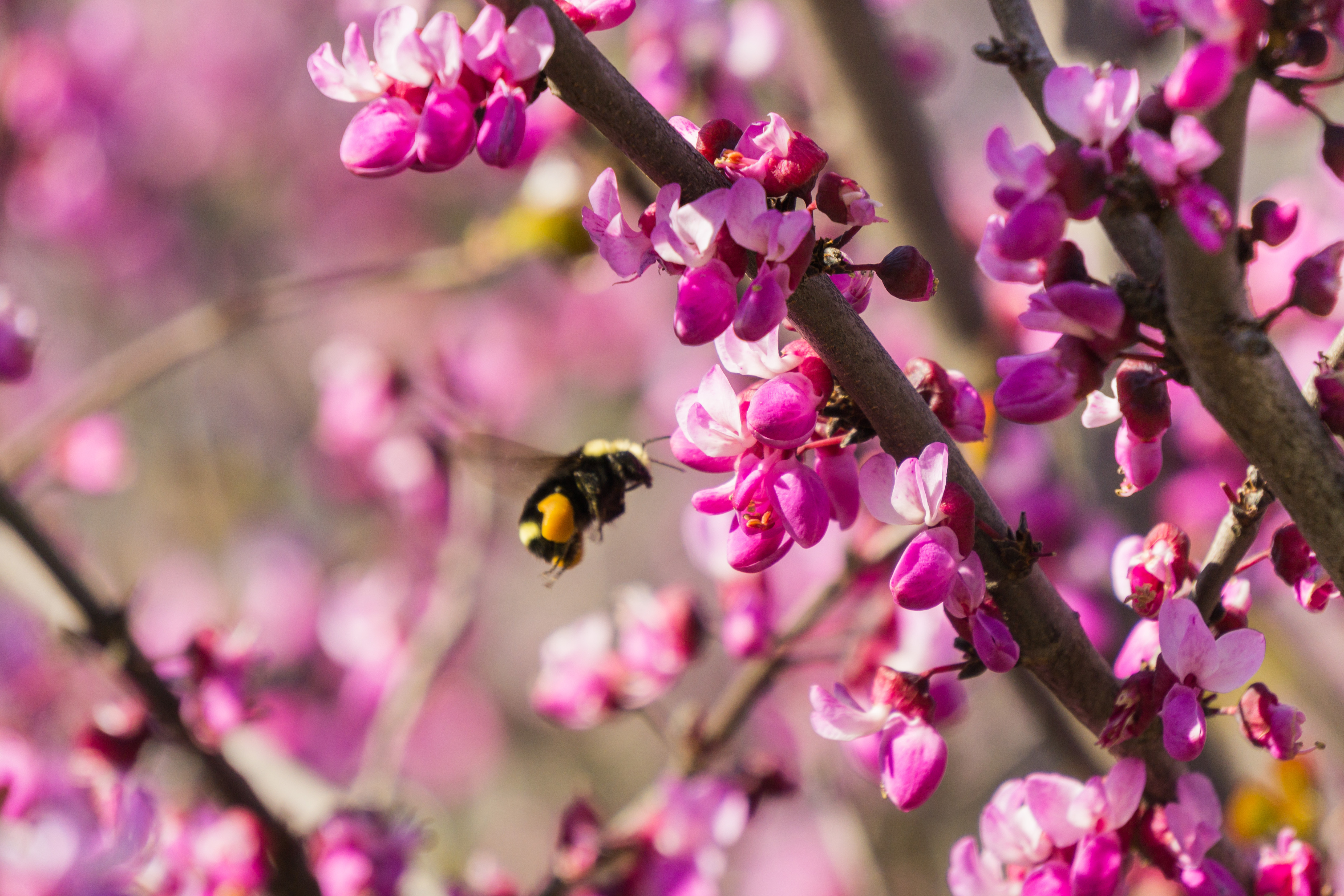 Western Redbud with bee