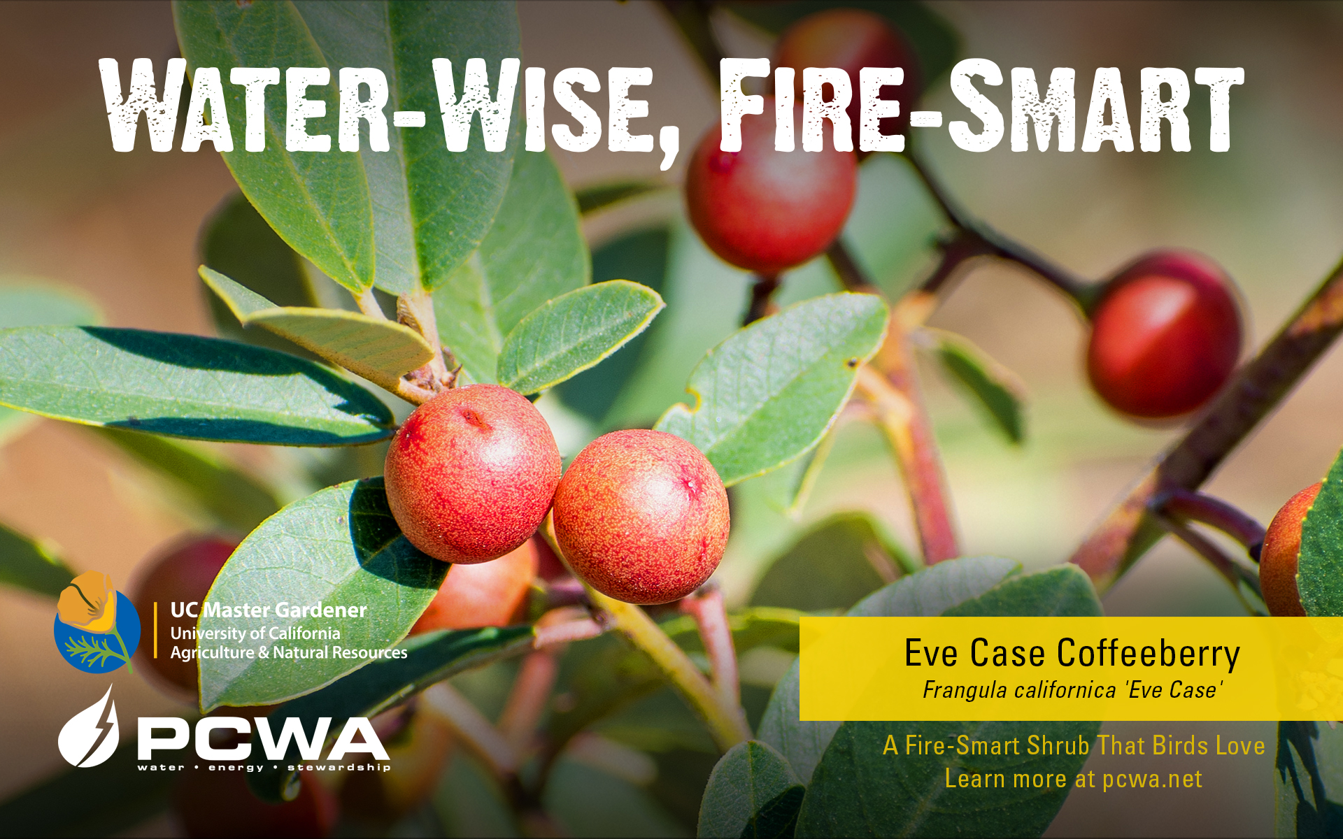 Eve Case coffeeberry, Water-Wise and Fire-Smart featured plant