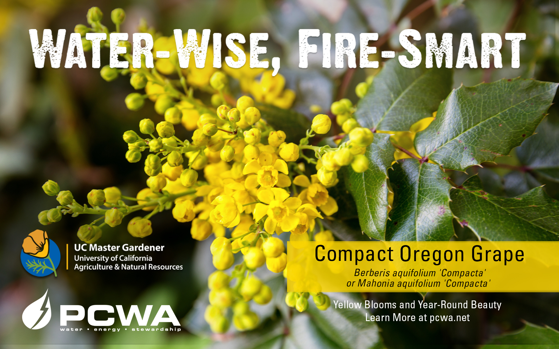 Compact Oregon grape, Water-Wise and Fire-Smart featured plant