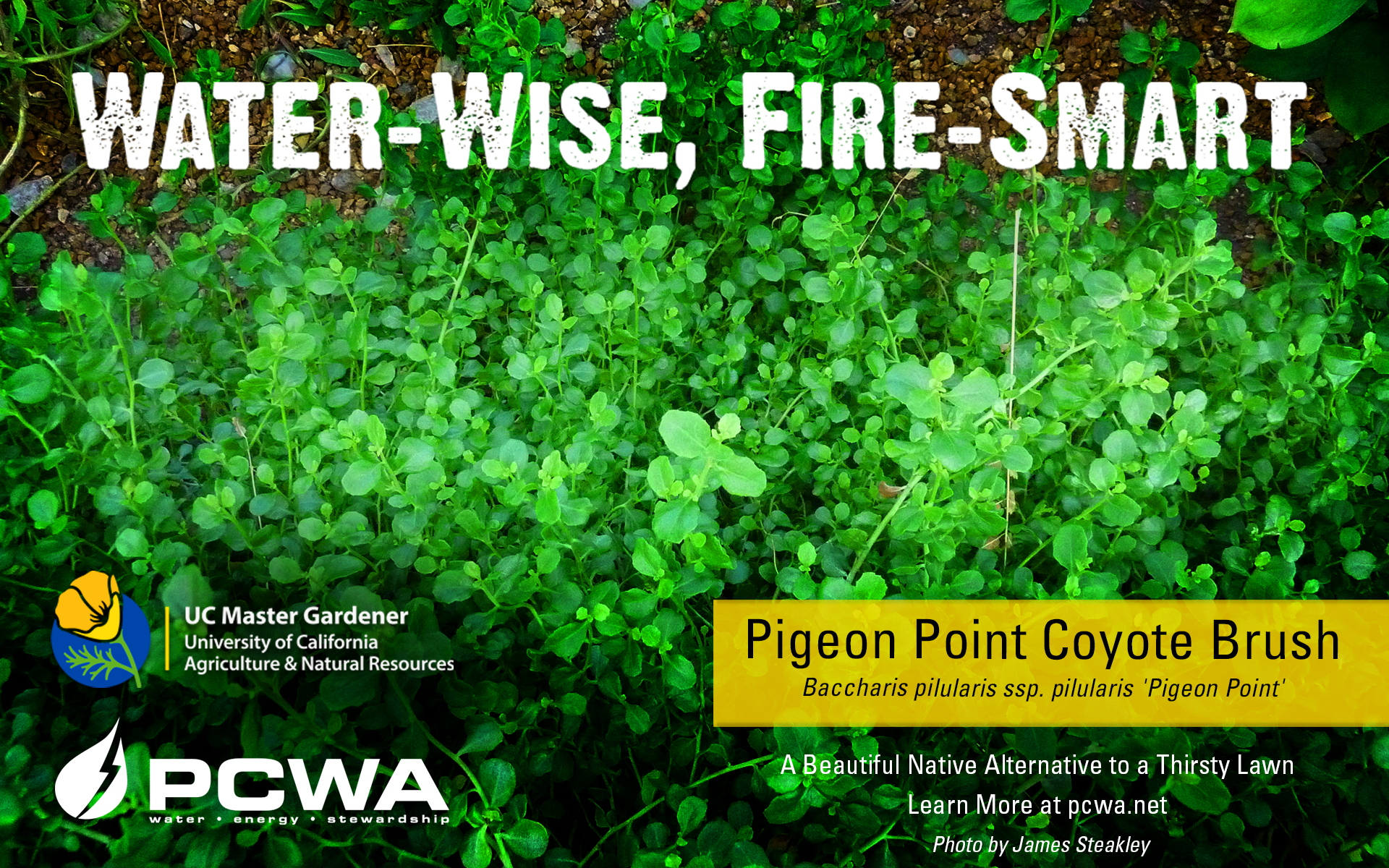 Pigeon Point coyote brush, Water-Wise and Fire-Smart featured plant