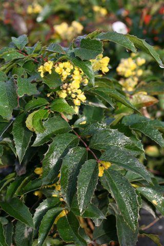 Compact Oregon grape
