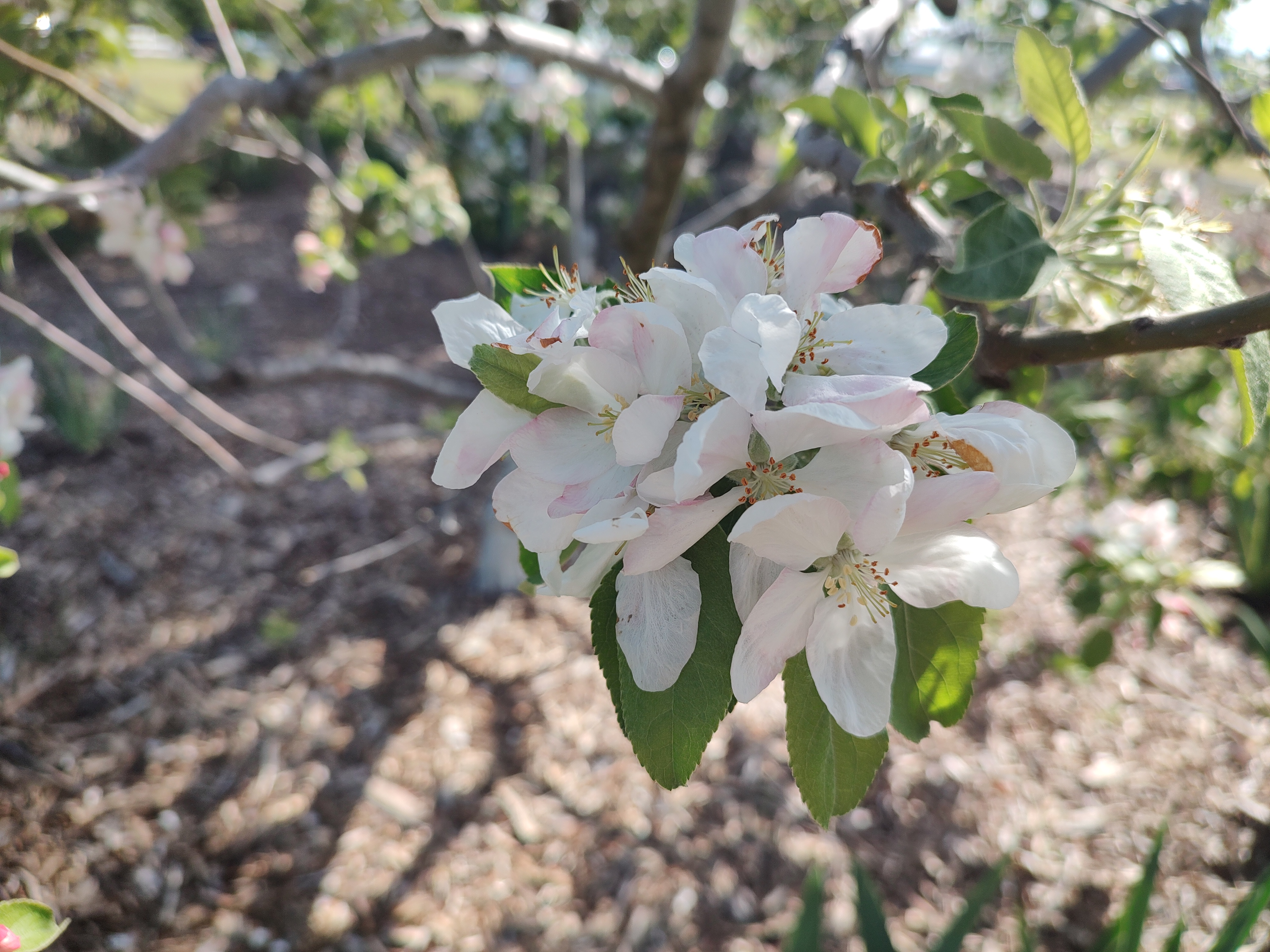 Apple blossoms