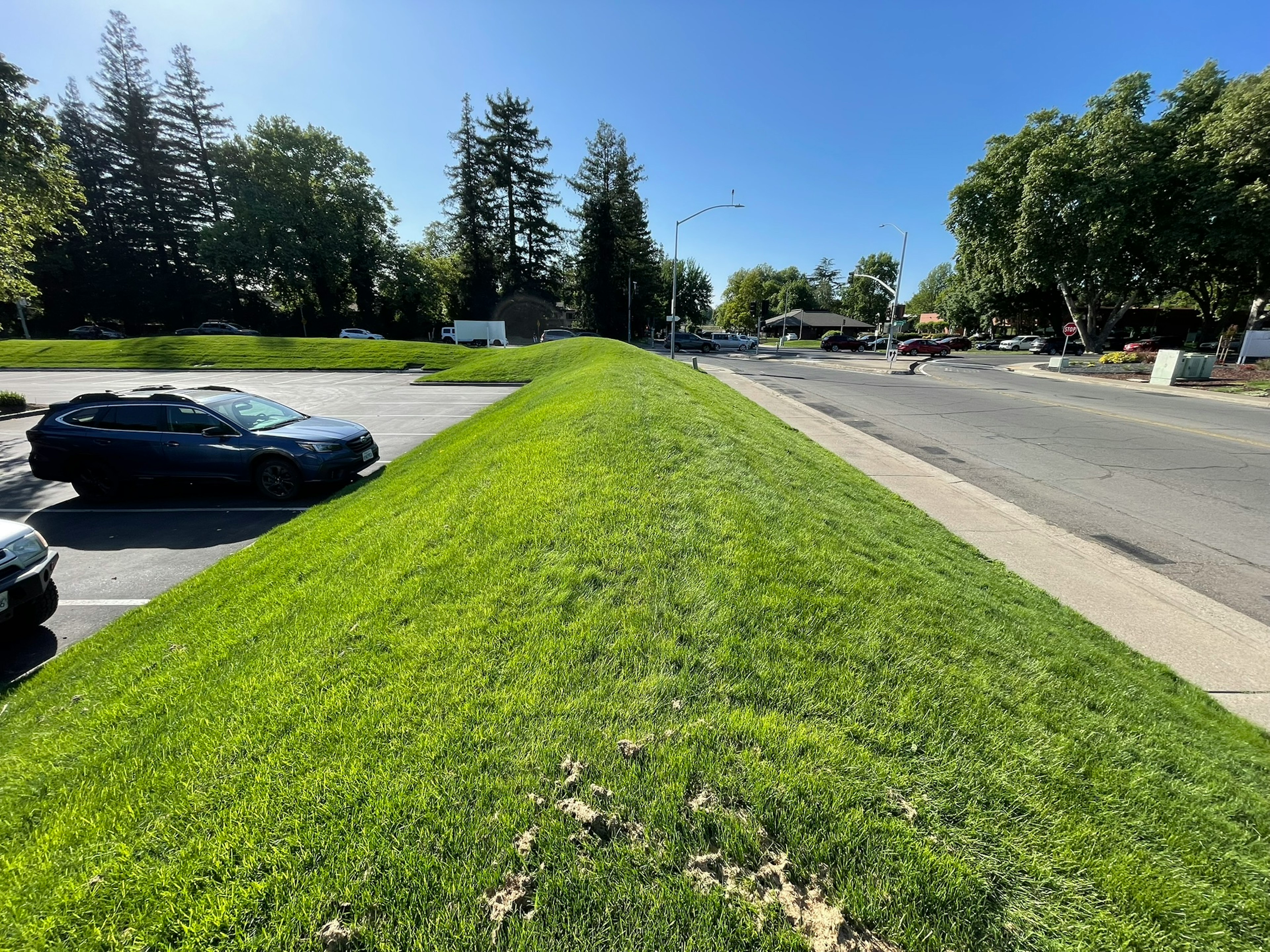 A strip of irrigated lawn on a berm between a parking lot and a street — decorative lawn that is not used for recreation.
