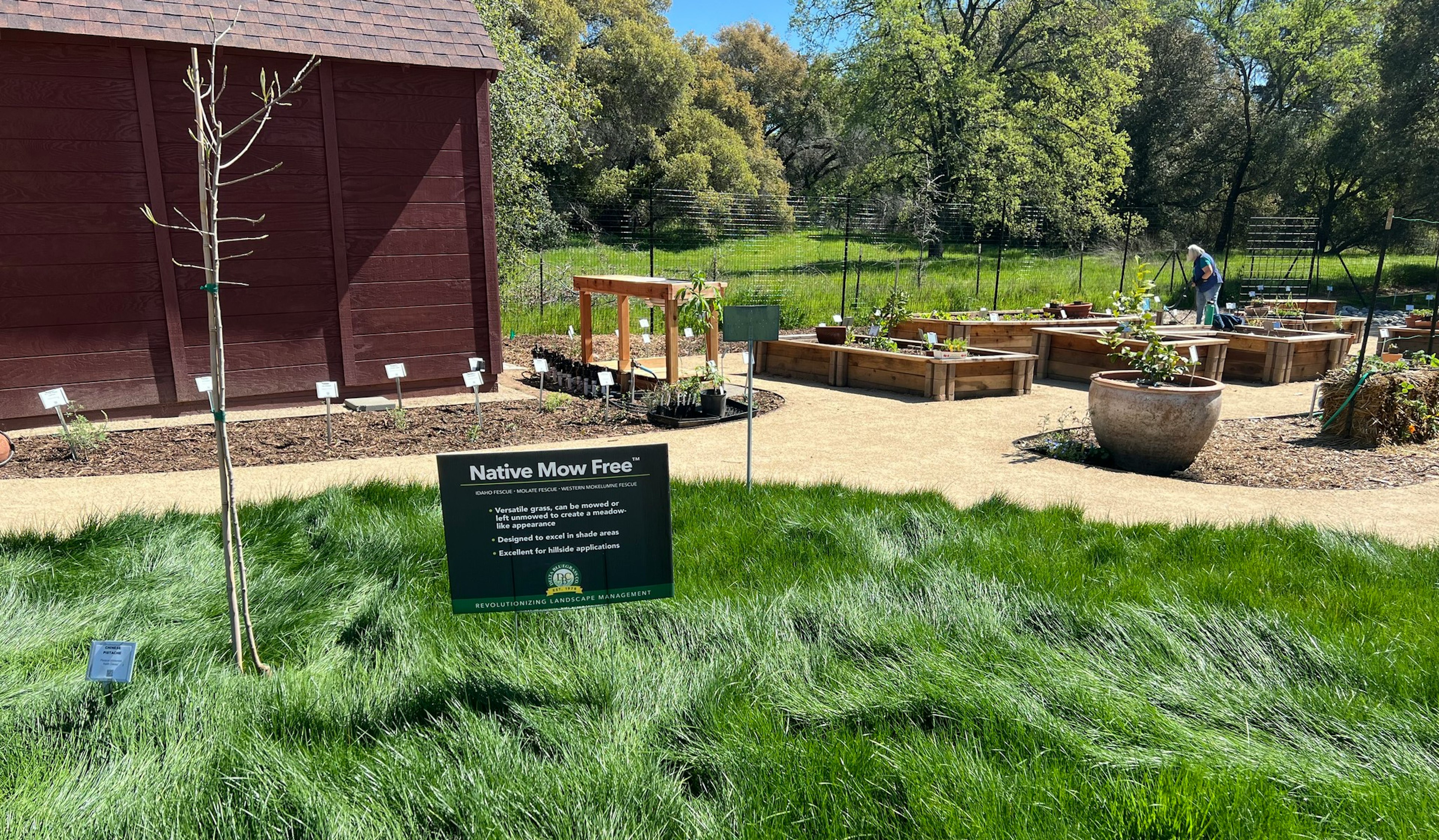 Native Mow Free grass growing at a demonstration garden in Loomis, with raised planter beds and a barn behind it.