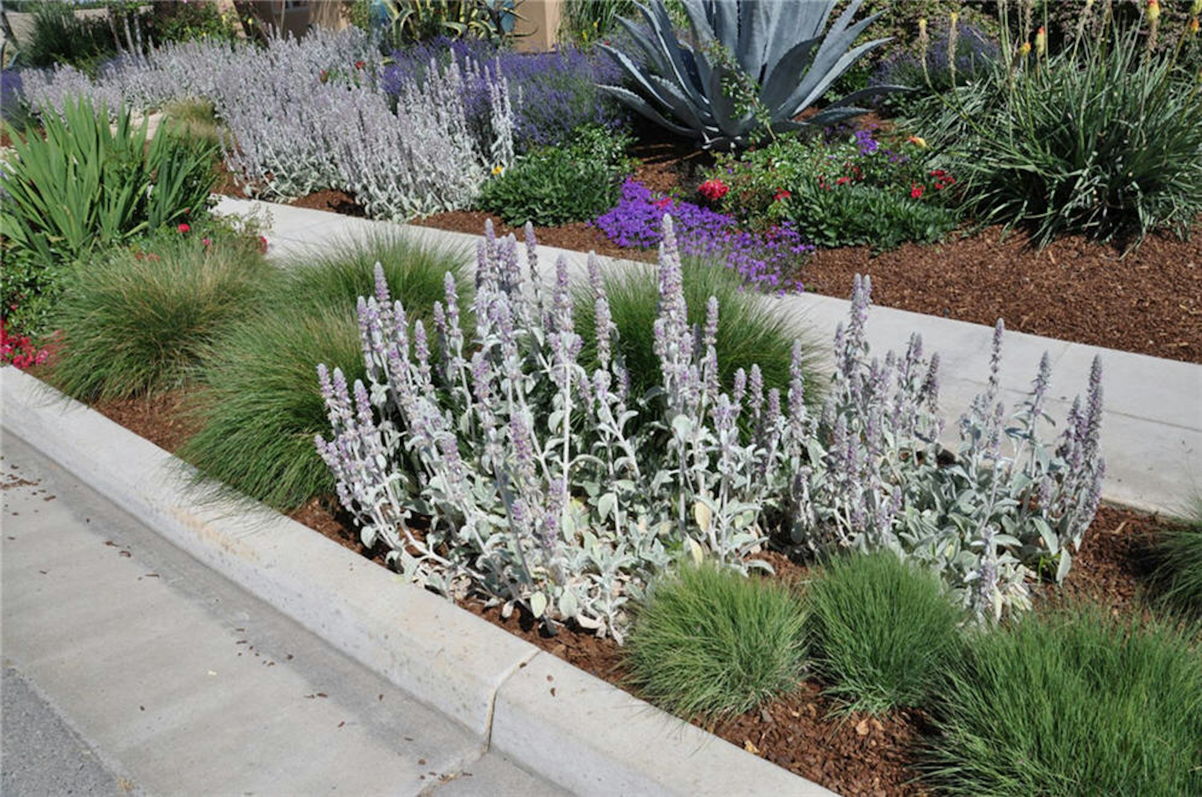 A parking strip converted from lawn to drought-tolerant landscaping — lamb’s ear, ornamental grasses, agave, and mulch between the curb and the sidewalk.