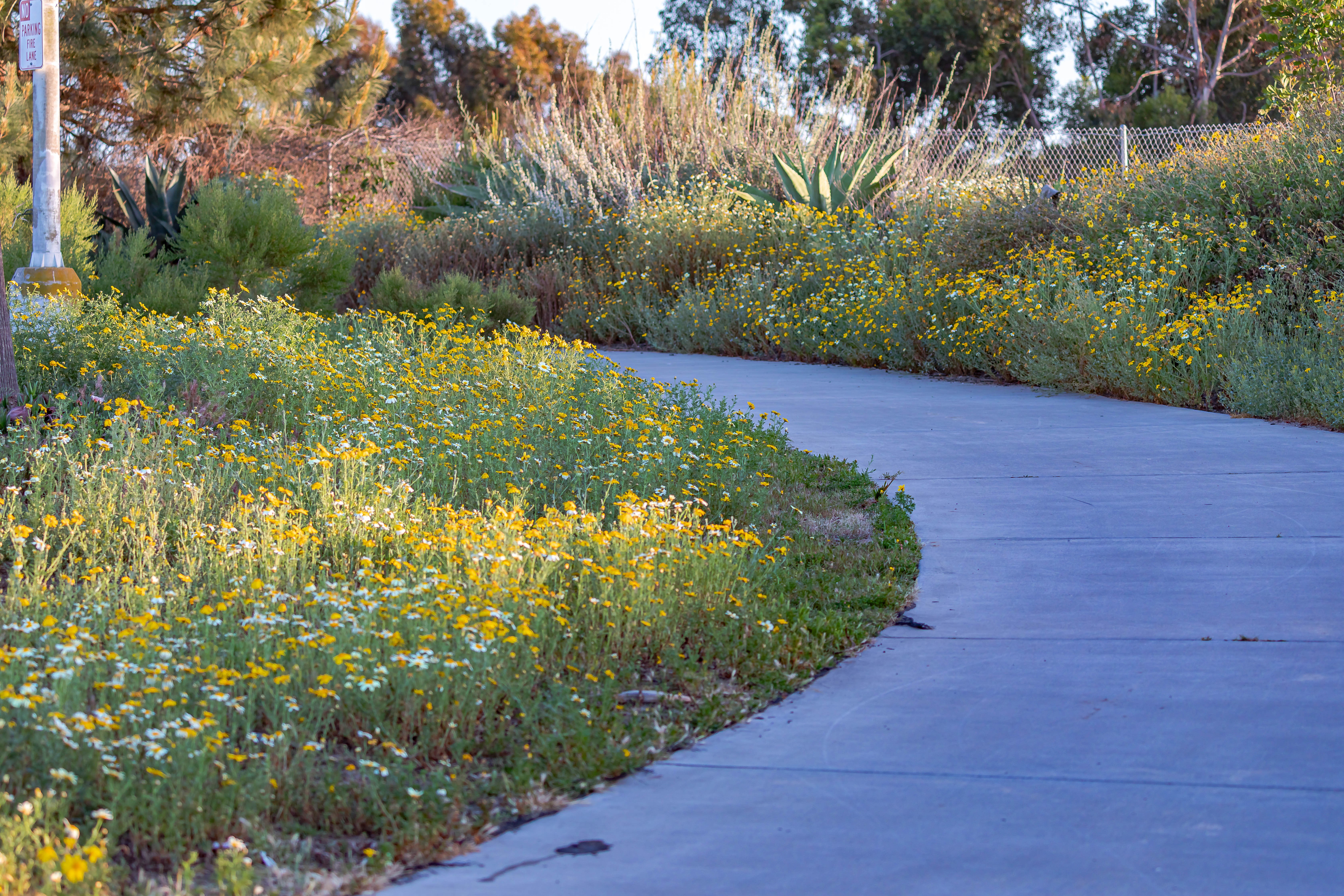 A walkway bordered by drought-tolerant shrubs and yellow wildflowers planted in place of lawn