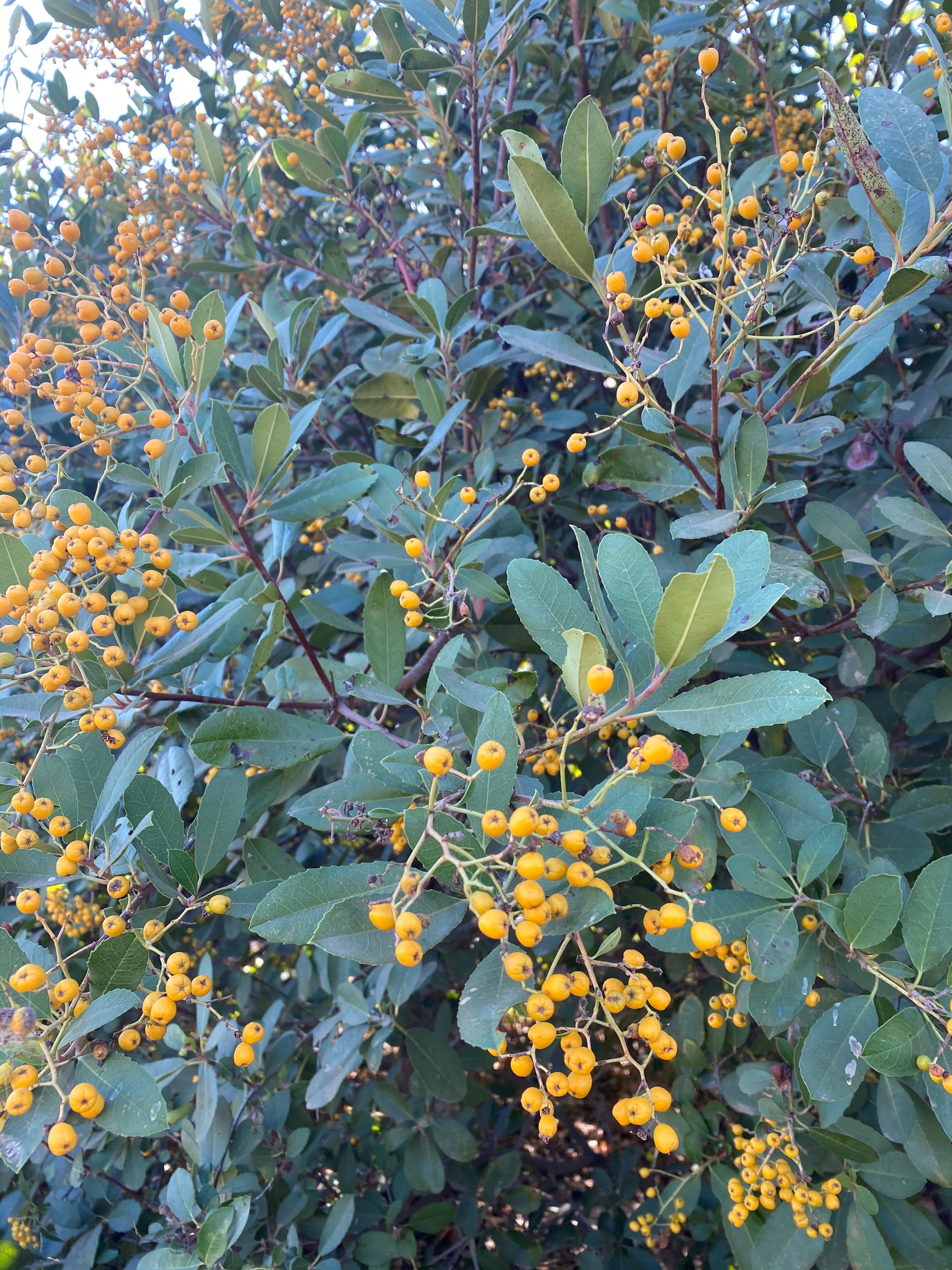 Toyon Davis Gold variety