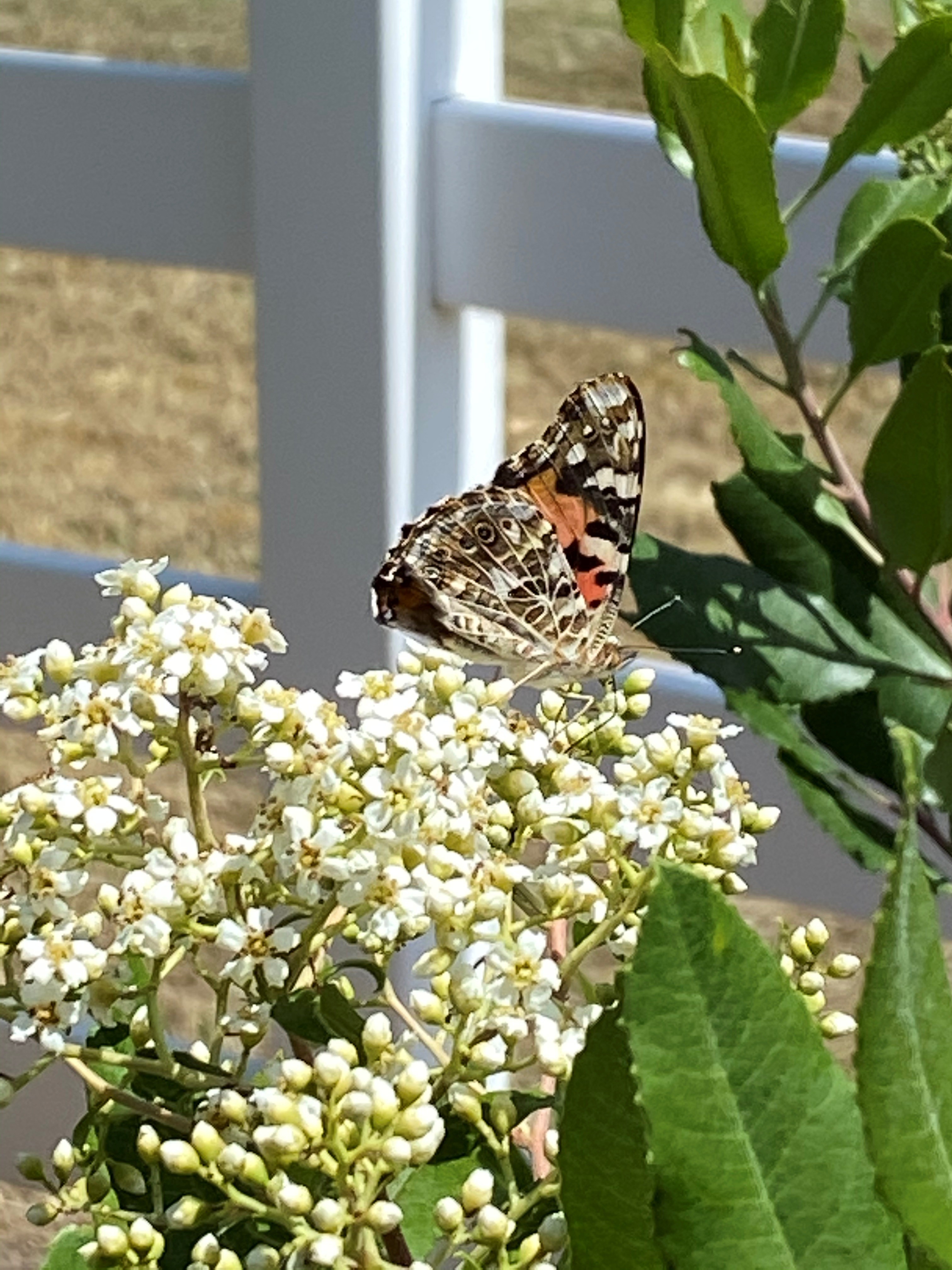 Toyon with pollinator