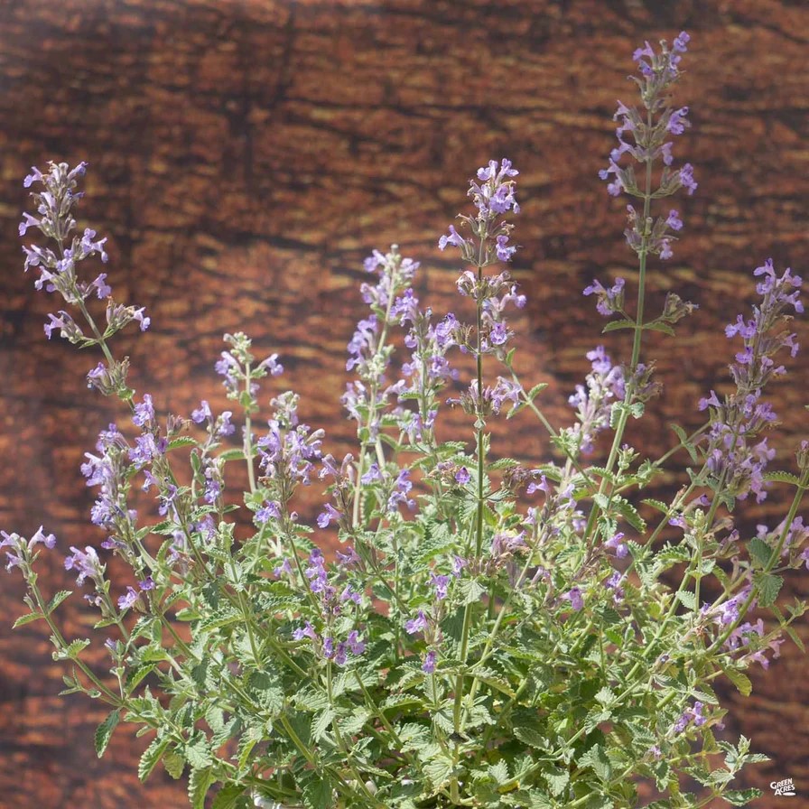 Walker's low catmint photo by Tece Markel