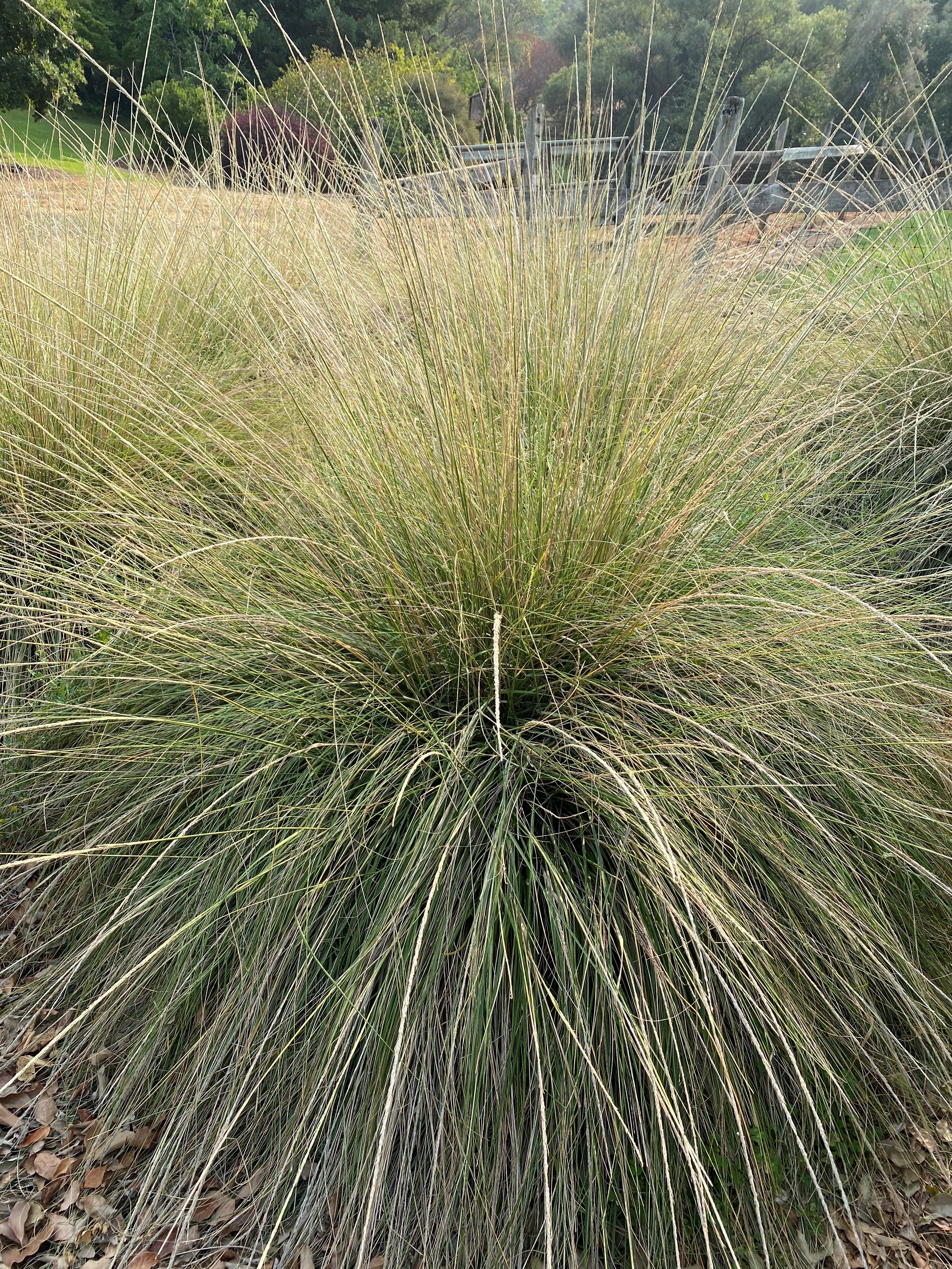 Deergrass photo by Tece Markel