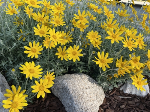 Siskiyou woolly sunflower photo by Pete Veilleux