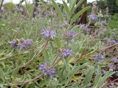 Bee's Bliss sage photo from CalScape
