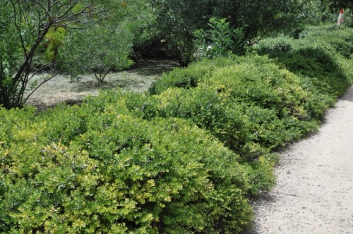 Arctostaphylos Emerald Carpet