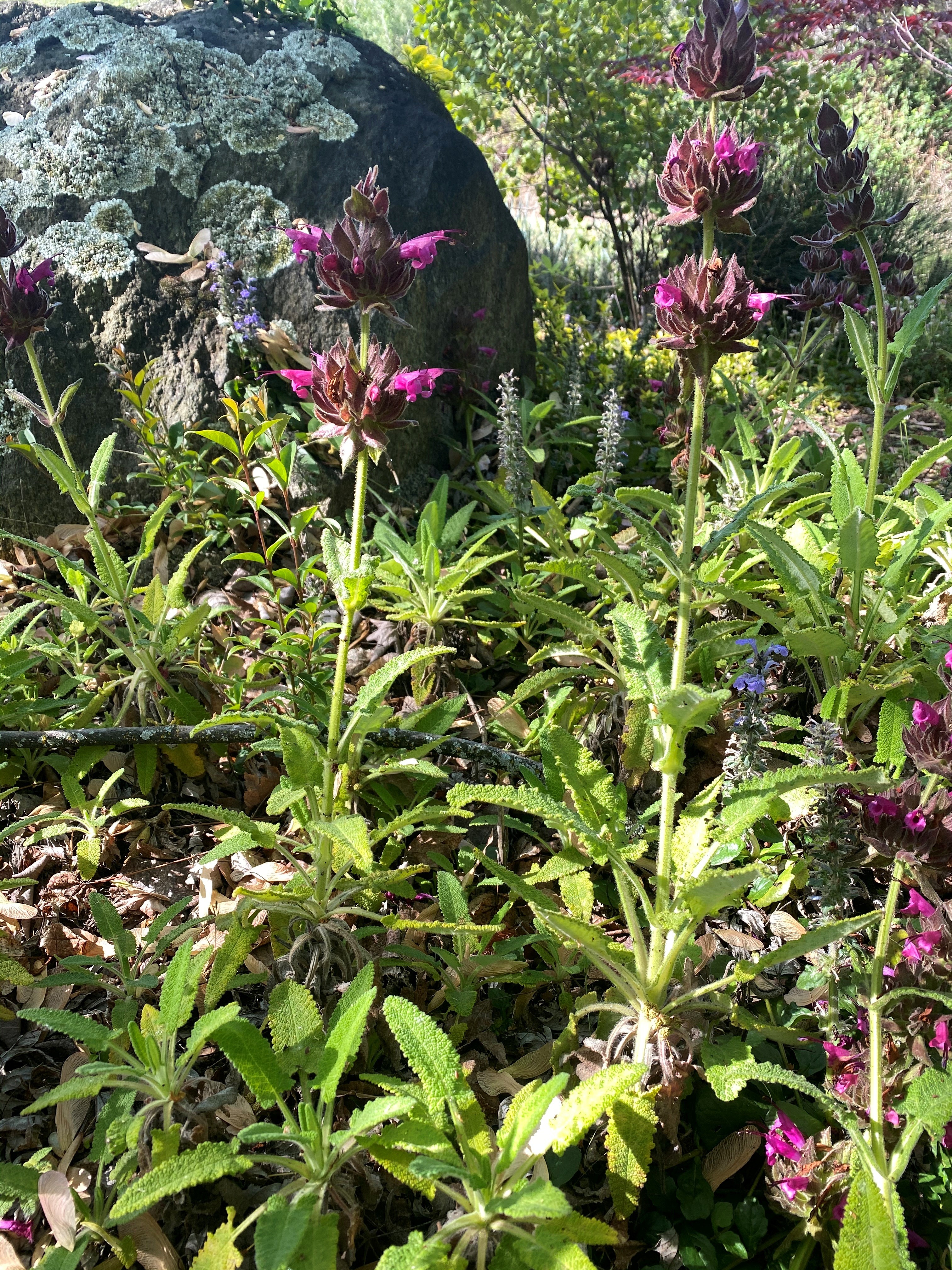 Hummingbird Sage