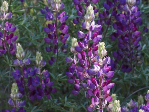 Silver Bush Lupine close-up